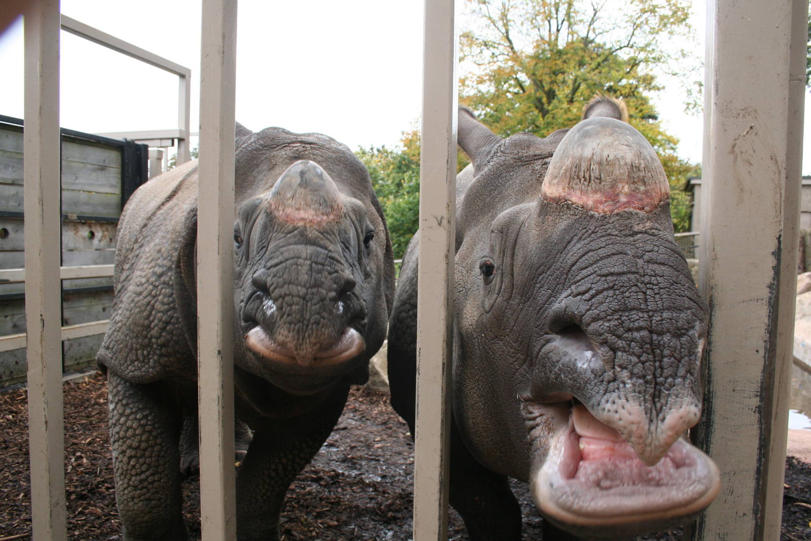 Indian rhino - Edinburgh zoo 2007