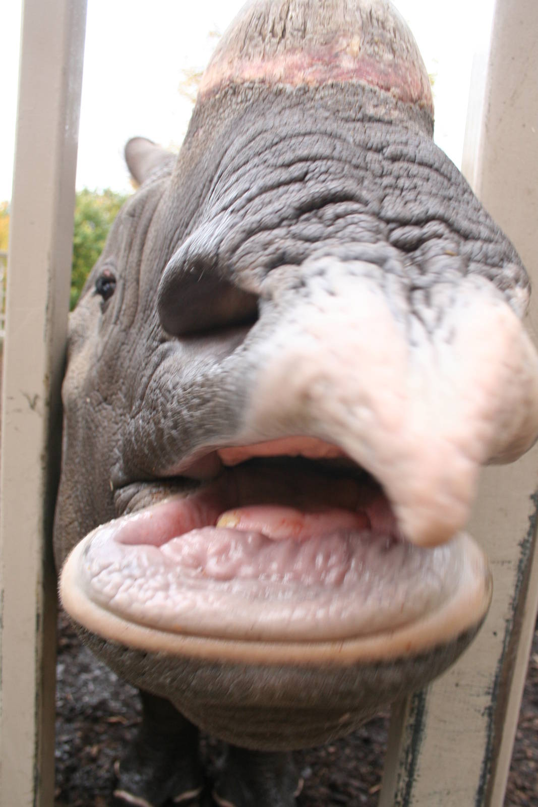 Indian rhino - Edinburgh zoo