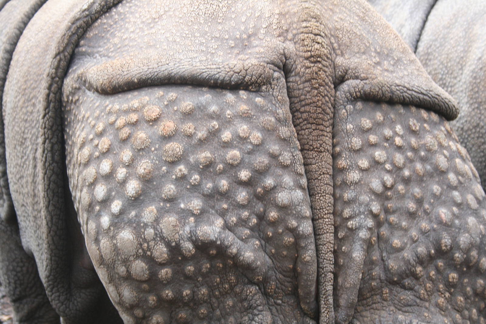 Indian rhino - Edinburgh zoo