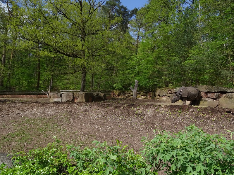 Indian rhino enclosure #2