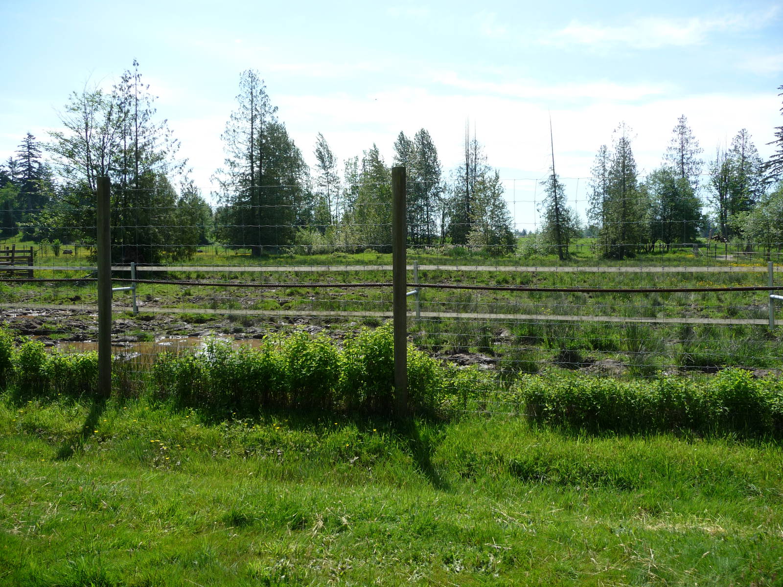 Indian Rhino Enclosure