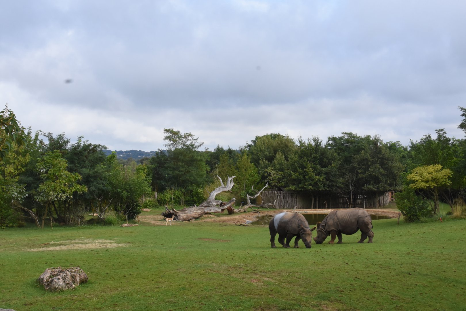 Indian Rhino enclosure
