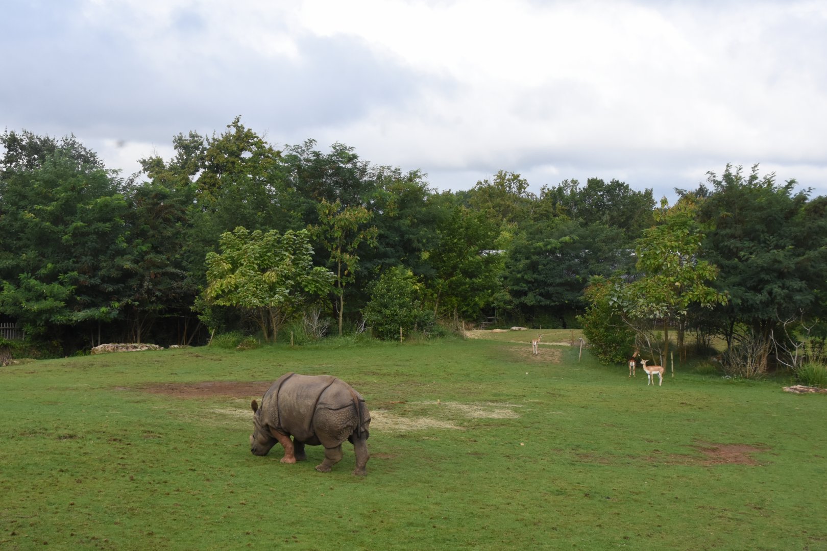 Indian Rhino enclosure