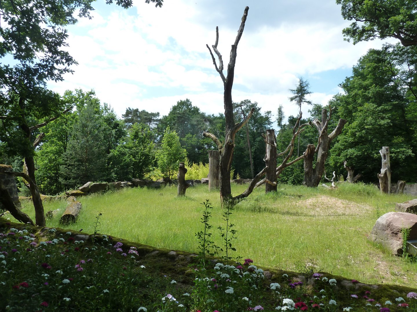 Indian rhino enclosure
