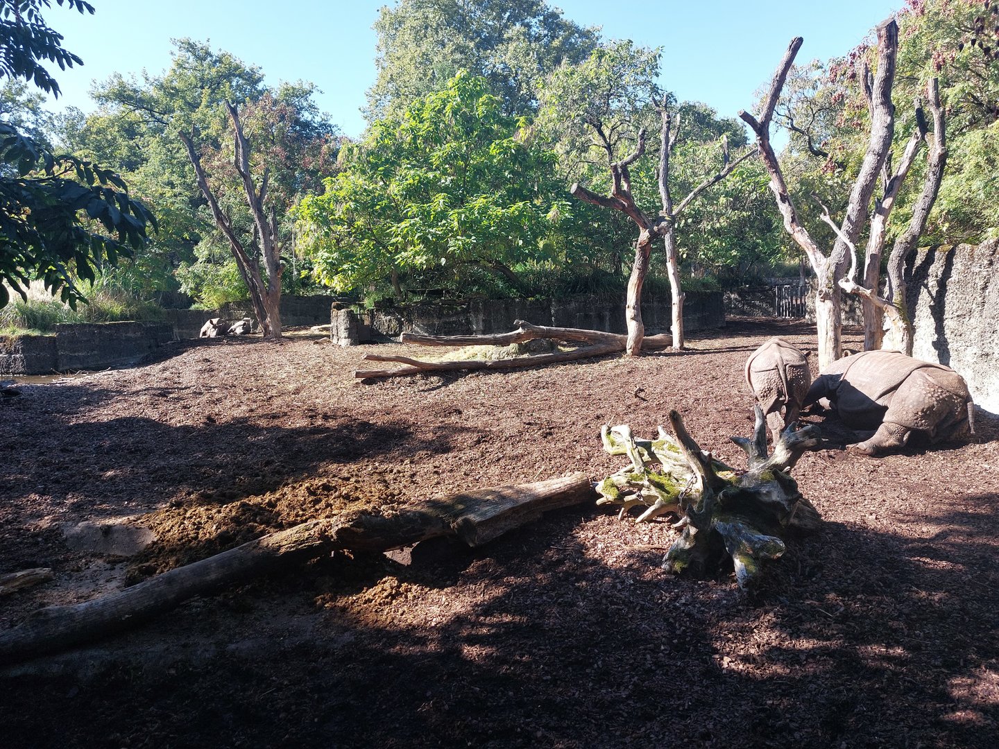 Indian rhino enclosure