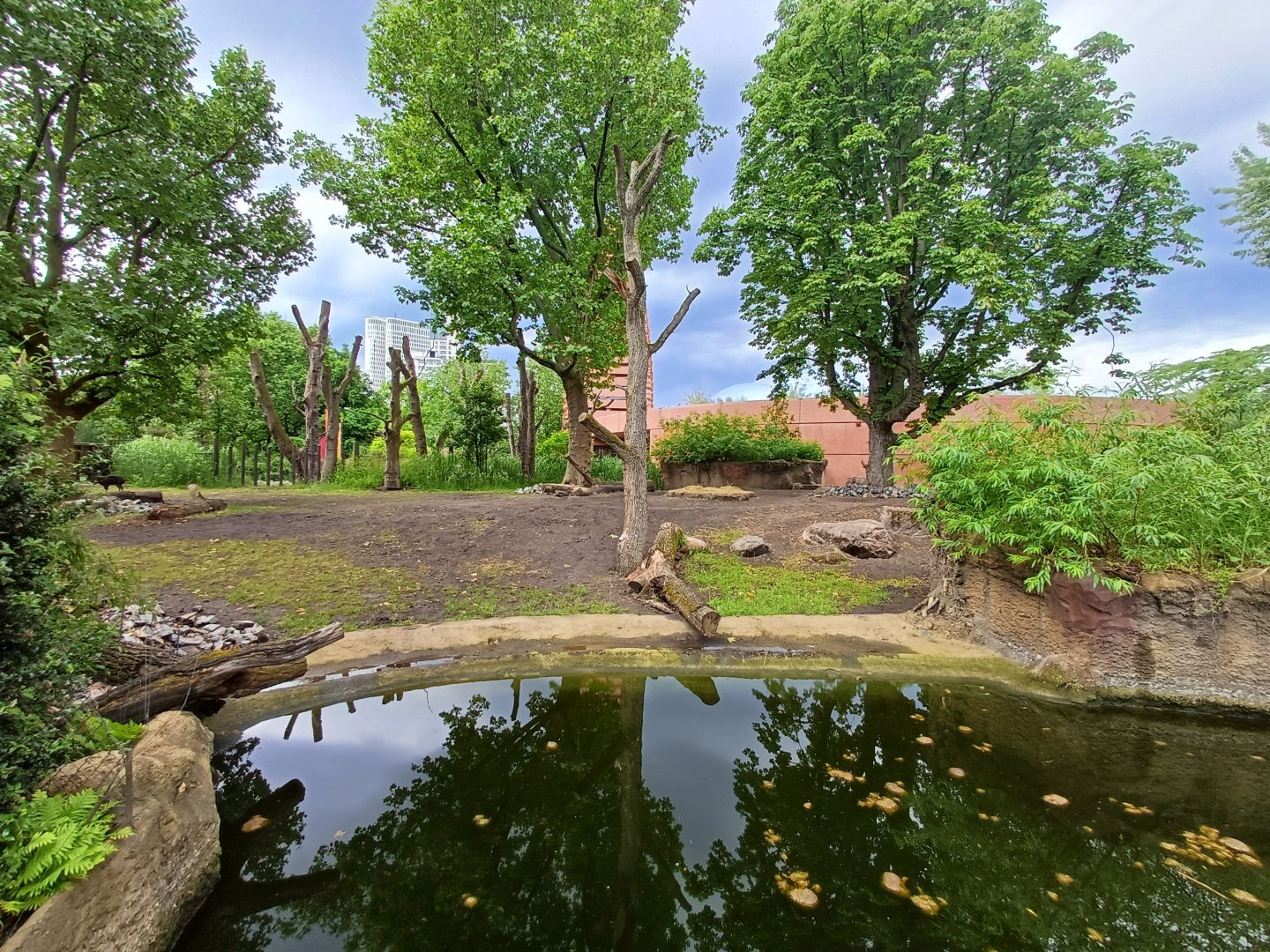 Indian Rhino- enclosure