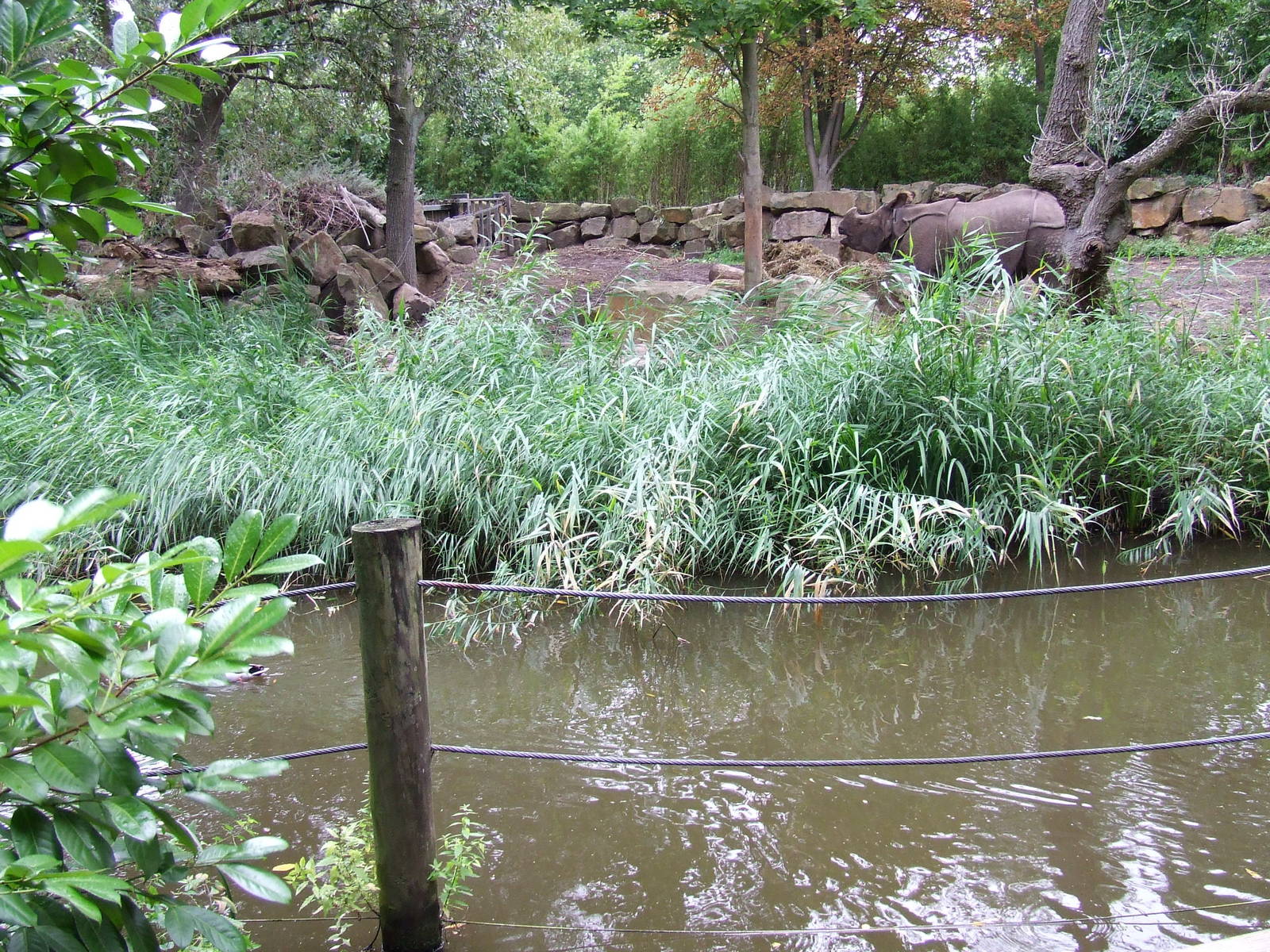 Indian Rhino enclosure