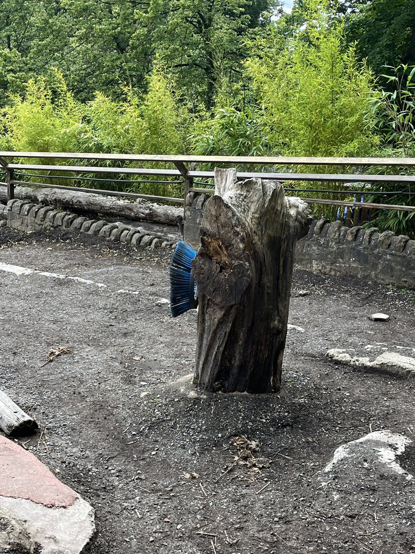 Indian rhino enrichment 17.7.23