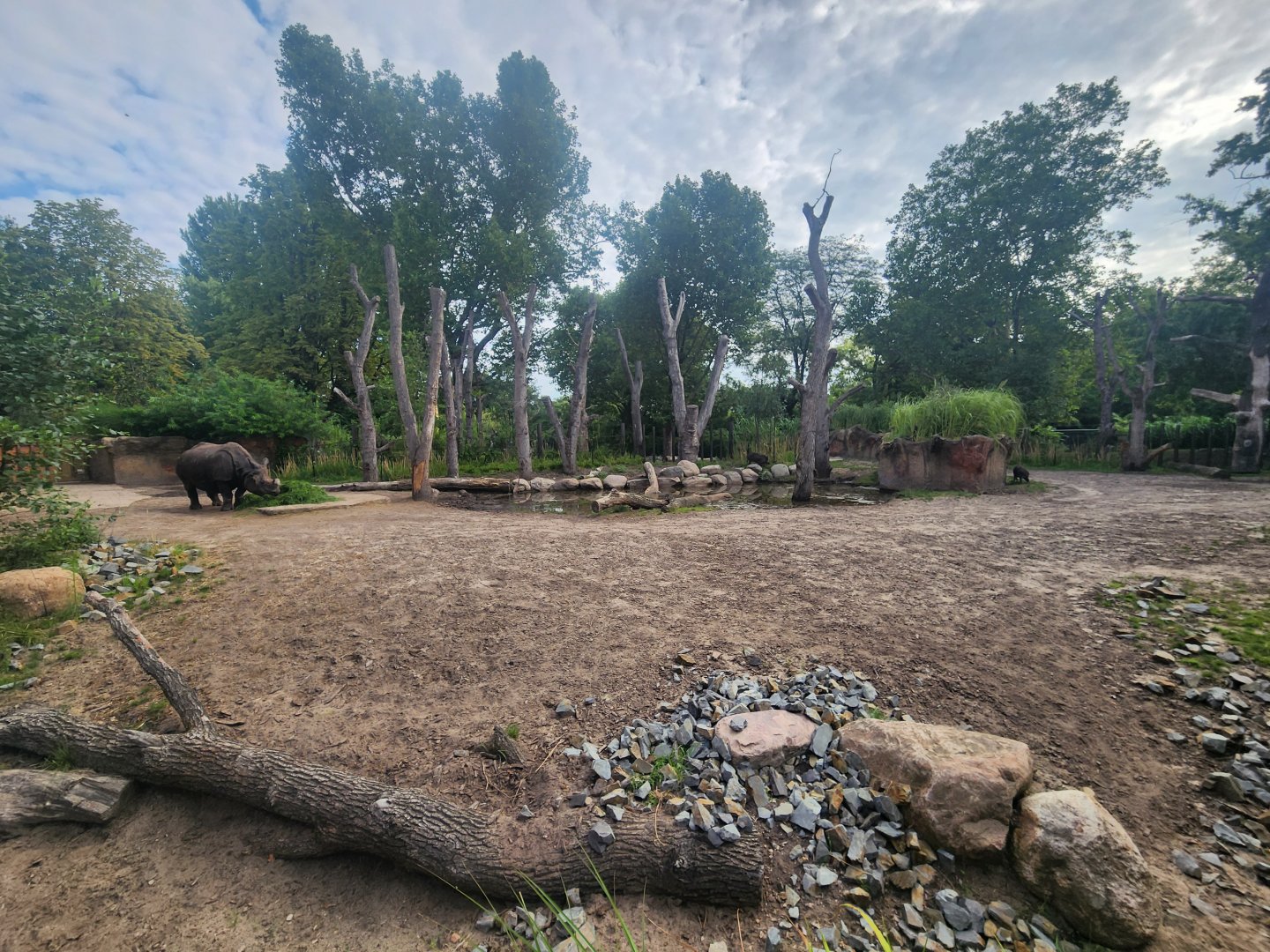 Indian Rhino Exhibit #1