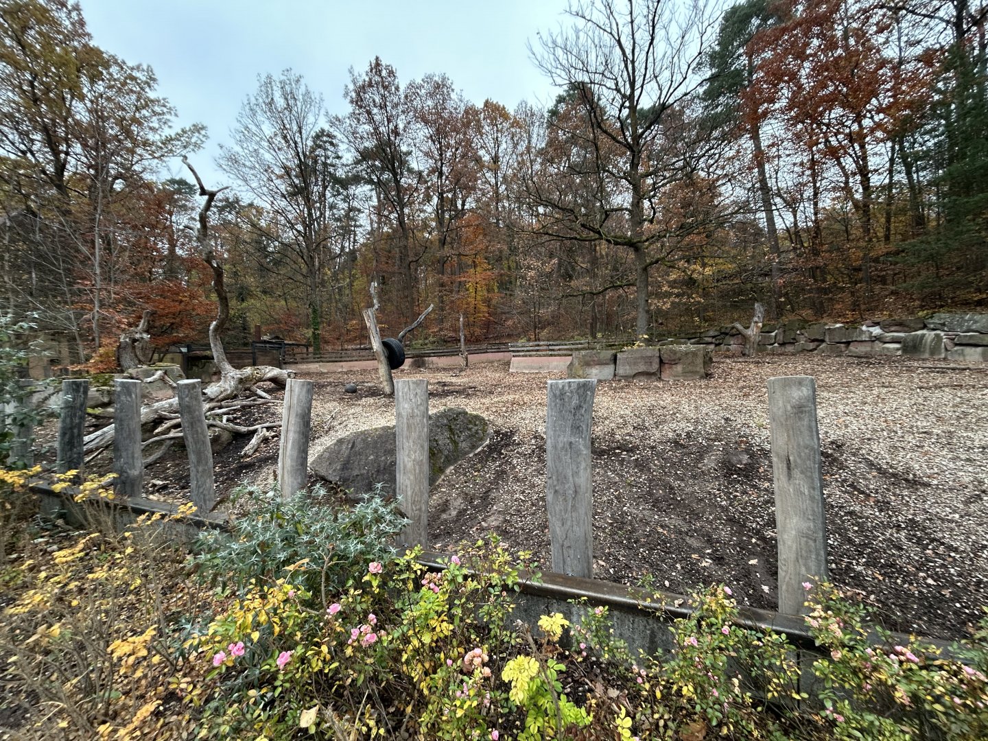 Indian Rhino Exhibit #2