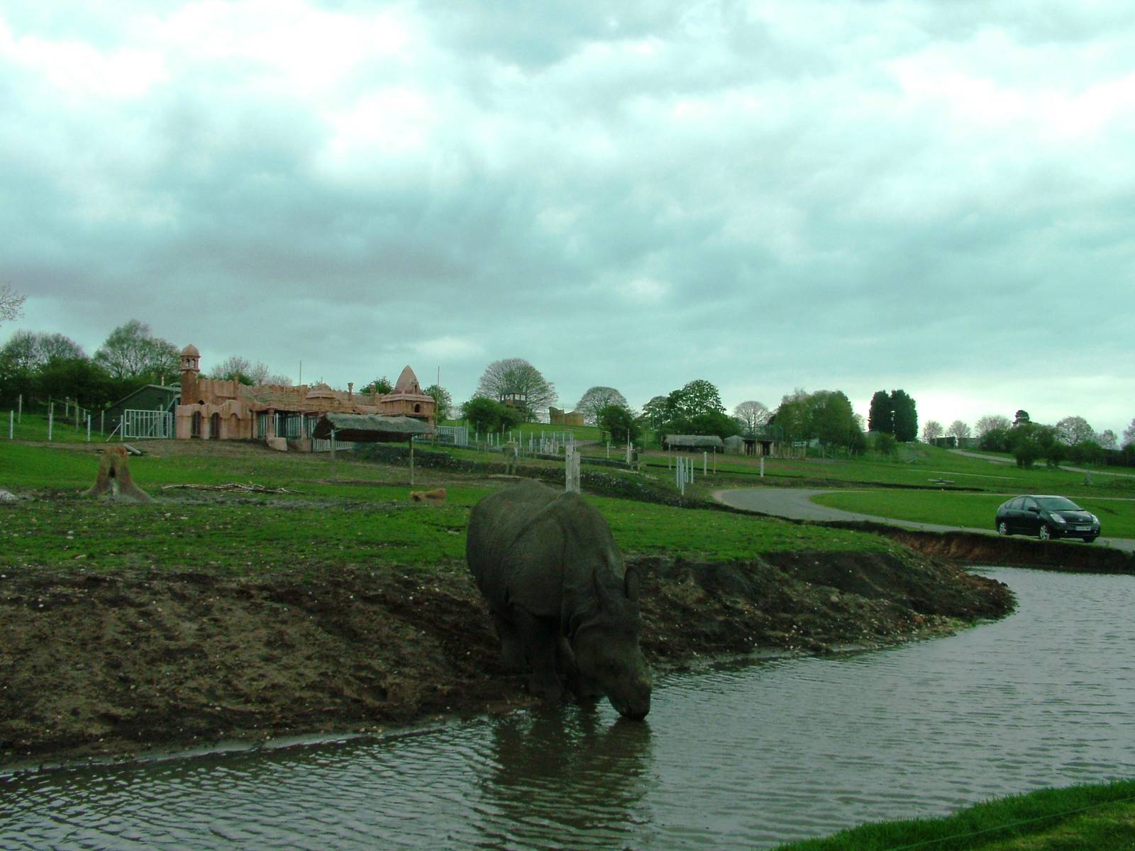 Indian Rhino Exhibit at West Mids, 05/05/12