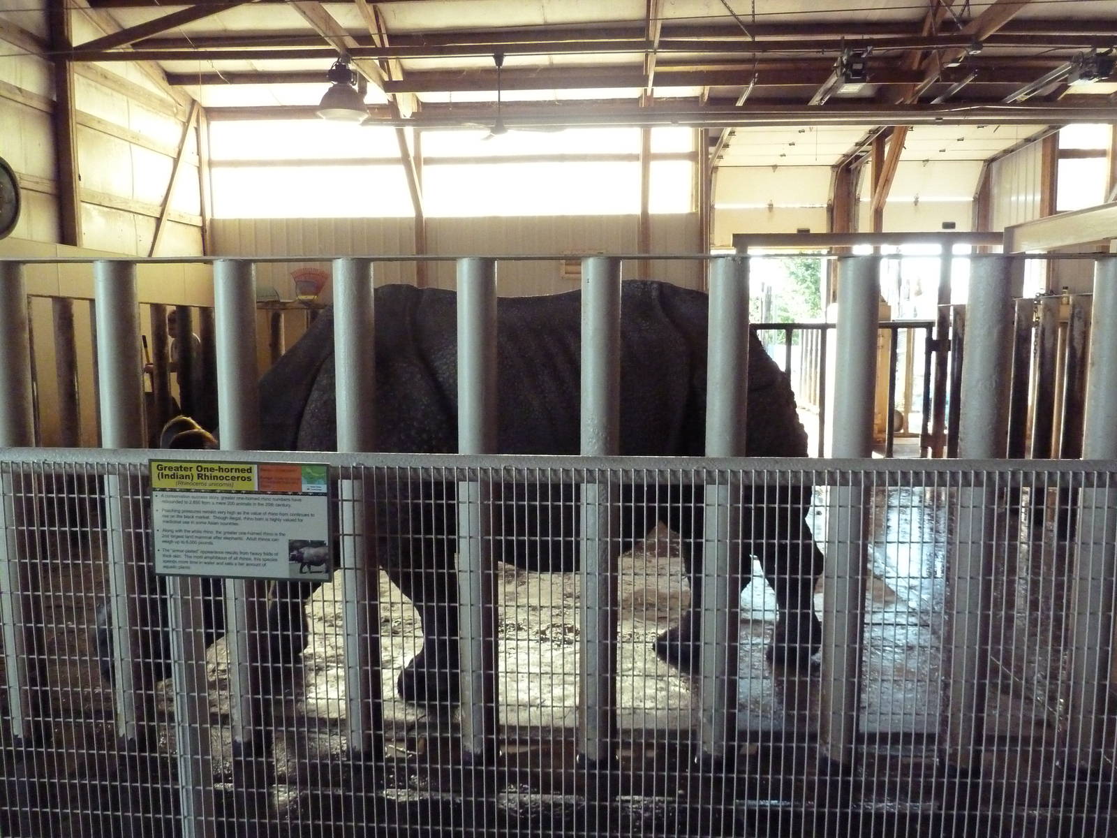 Indian Rhino Exhibit - Holding Stall
