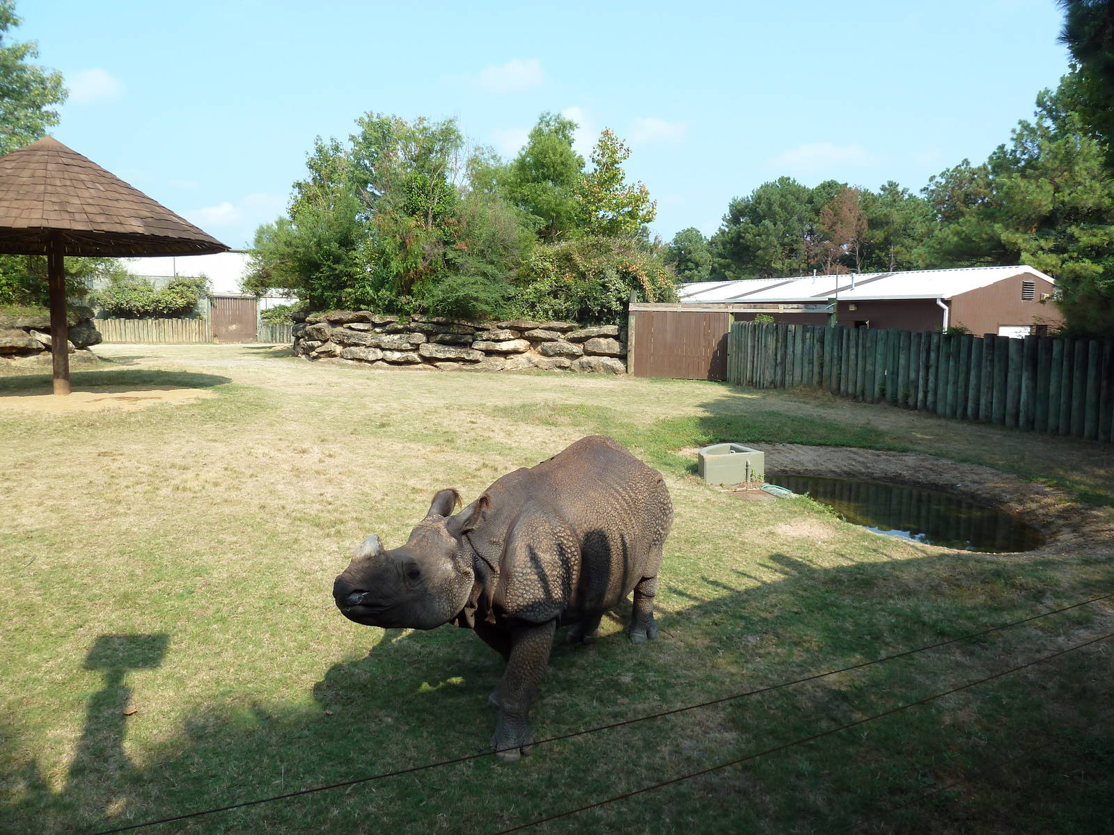 Indian Rhino Exhibit
