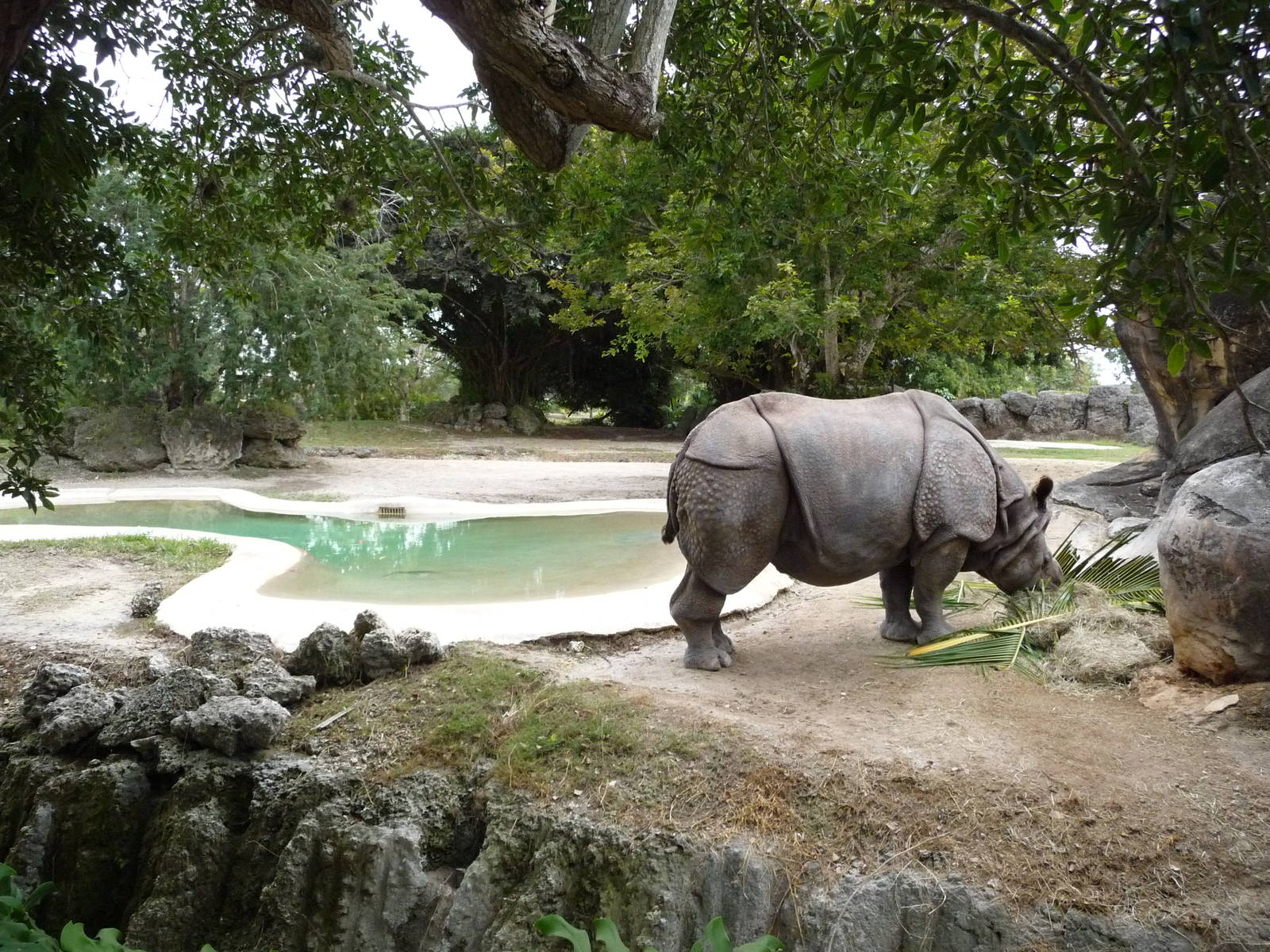 Indian Rhino Exhibit