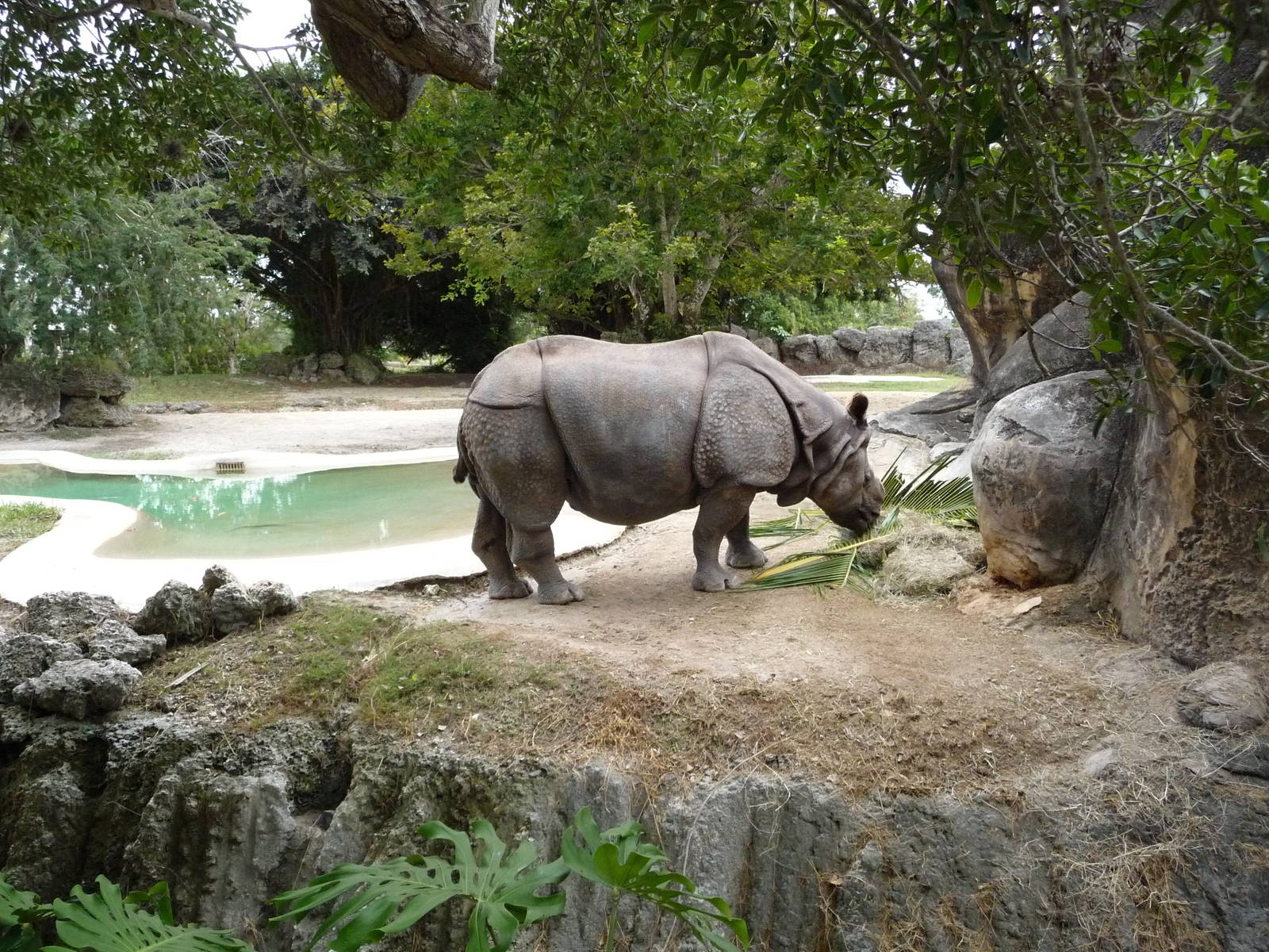 Indian Rhino Exhibit