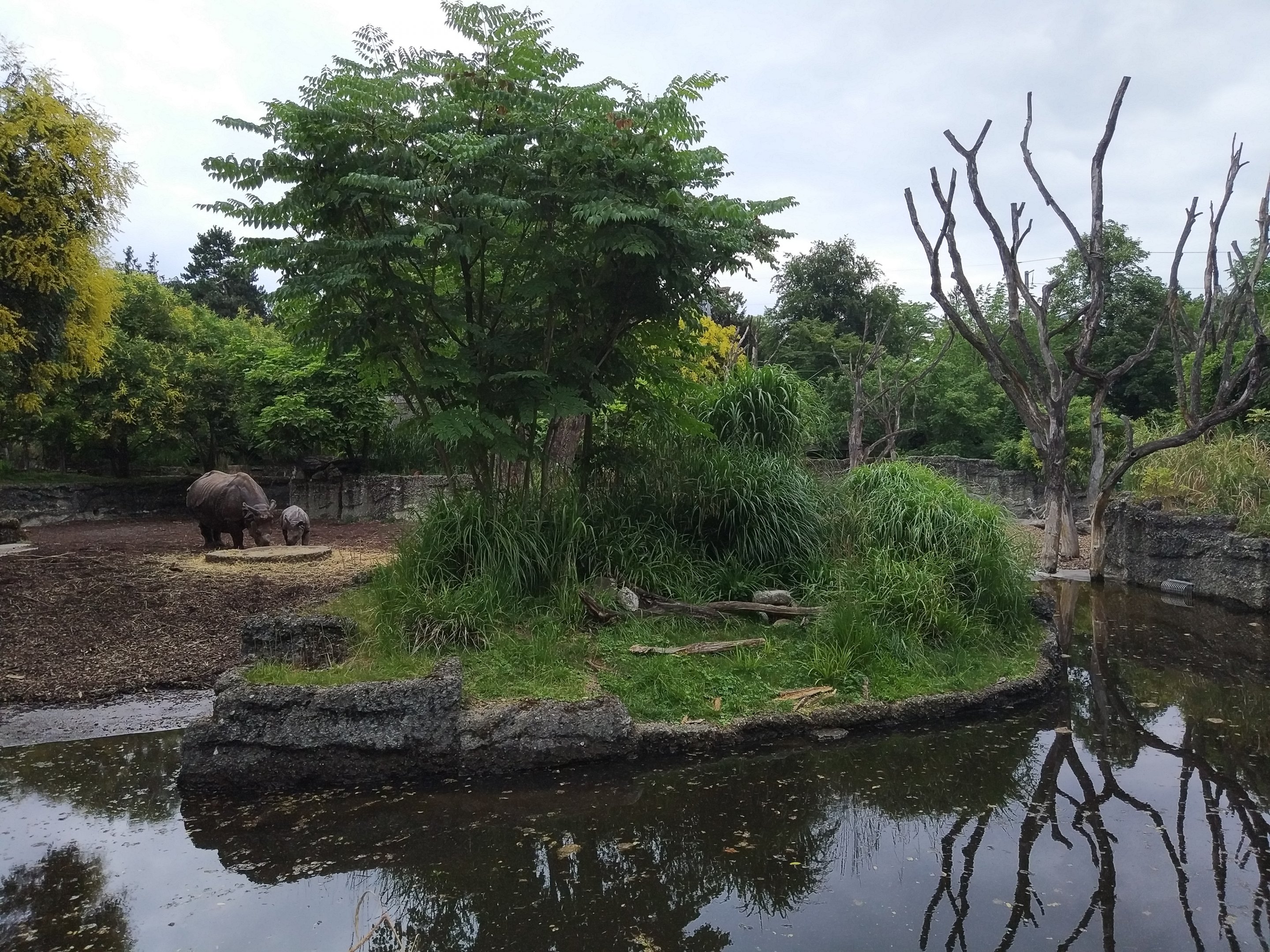 Indian Rhino exhibit