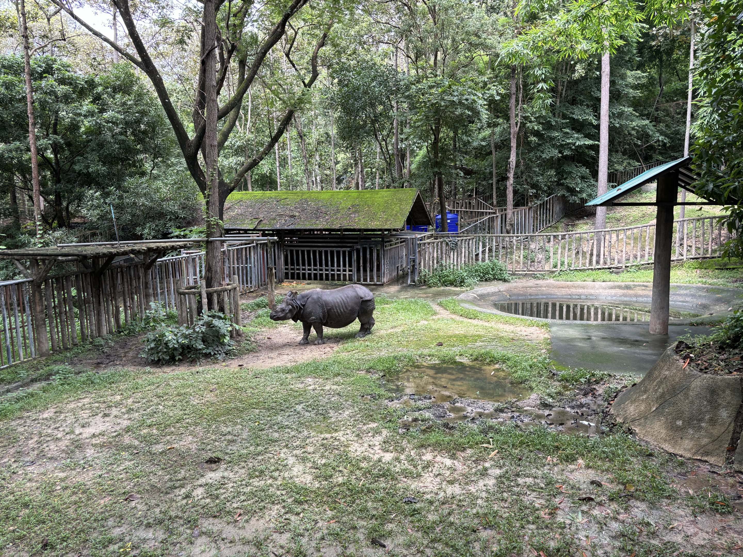 Indian Rhino Exhibit