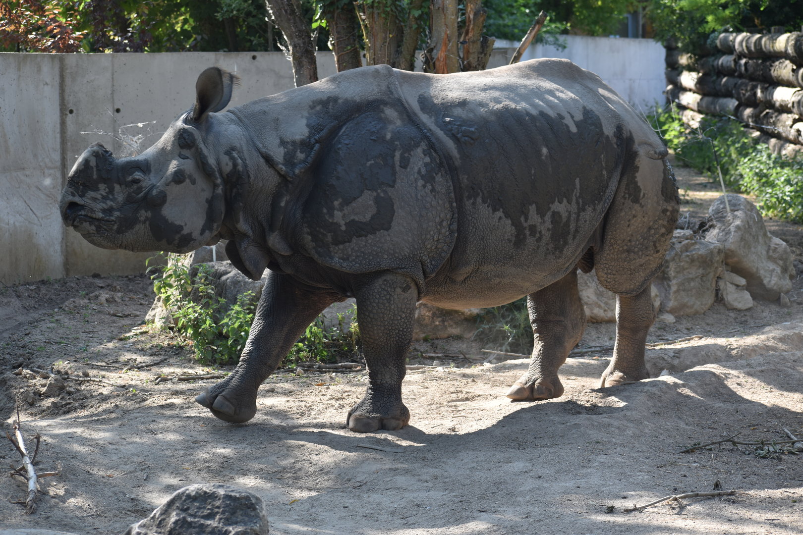 Indian Rhino "Fanindra" - Rhinoceros unicornis