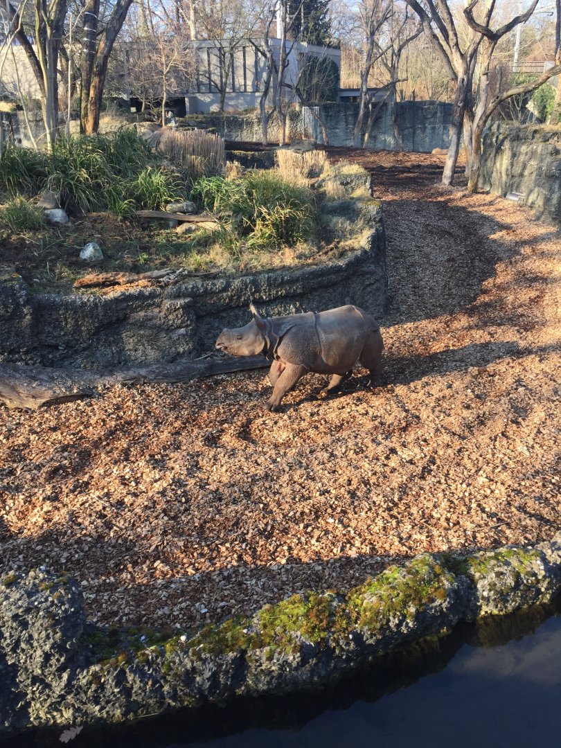 Indian rhino - February 2018