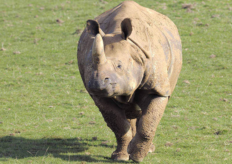 Indian rhino female