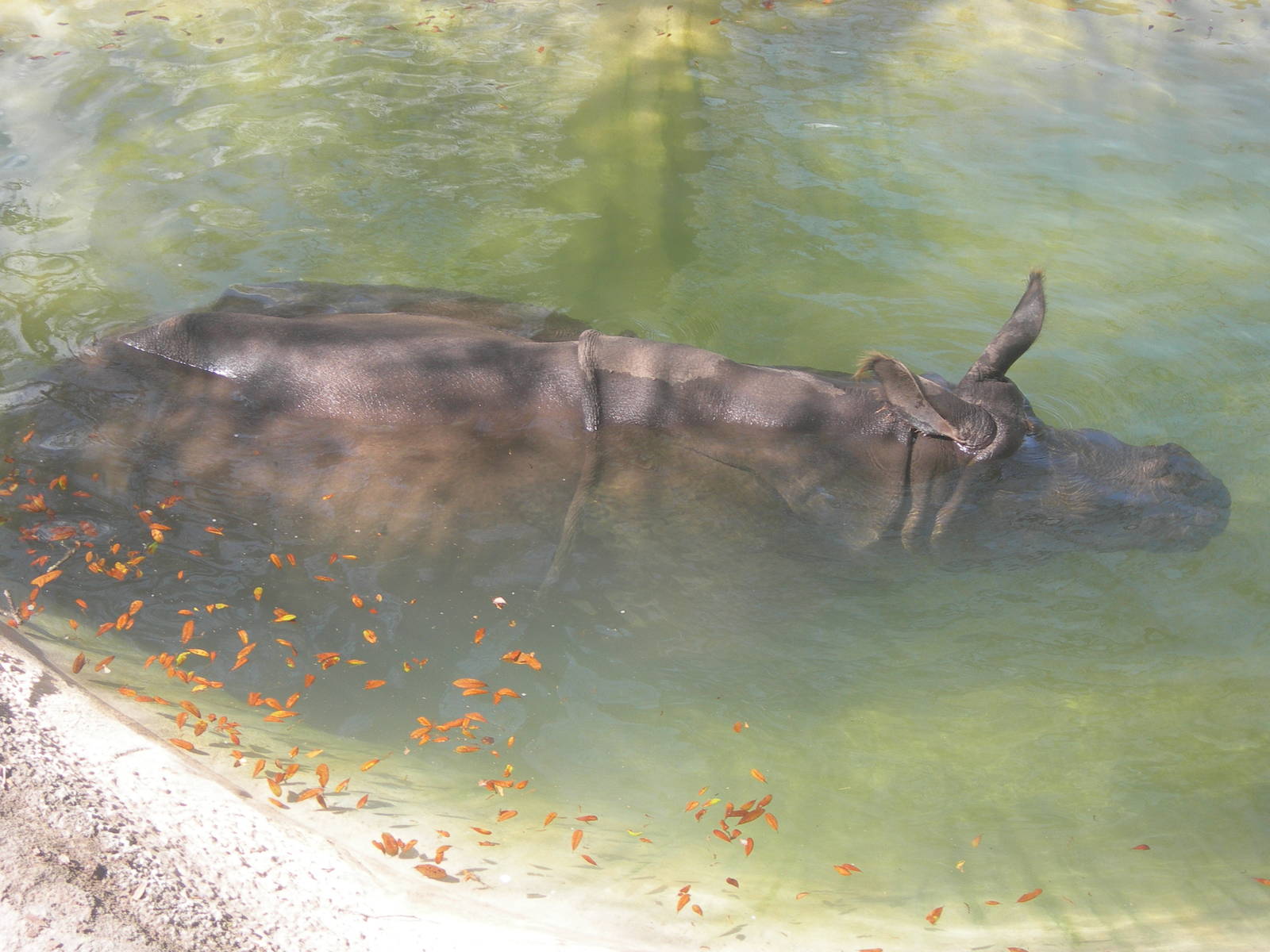 indian rhino fully submerge in water