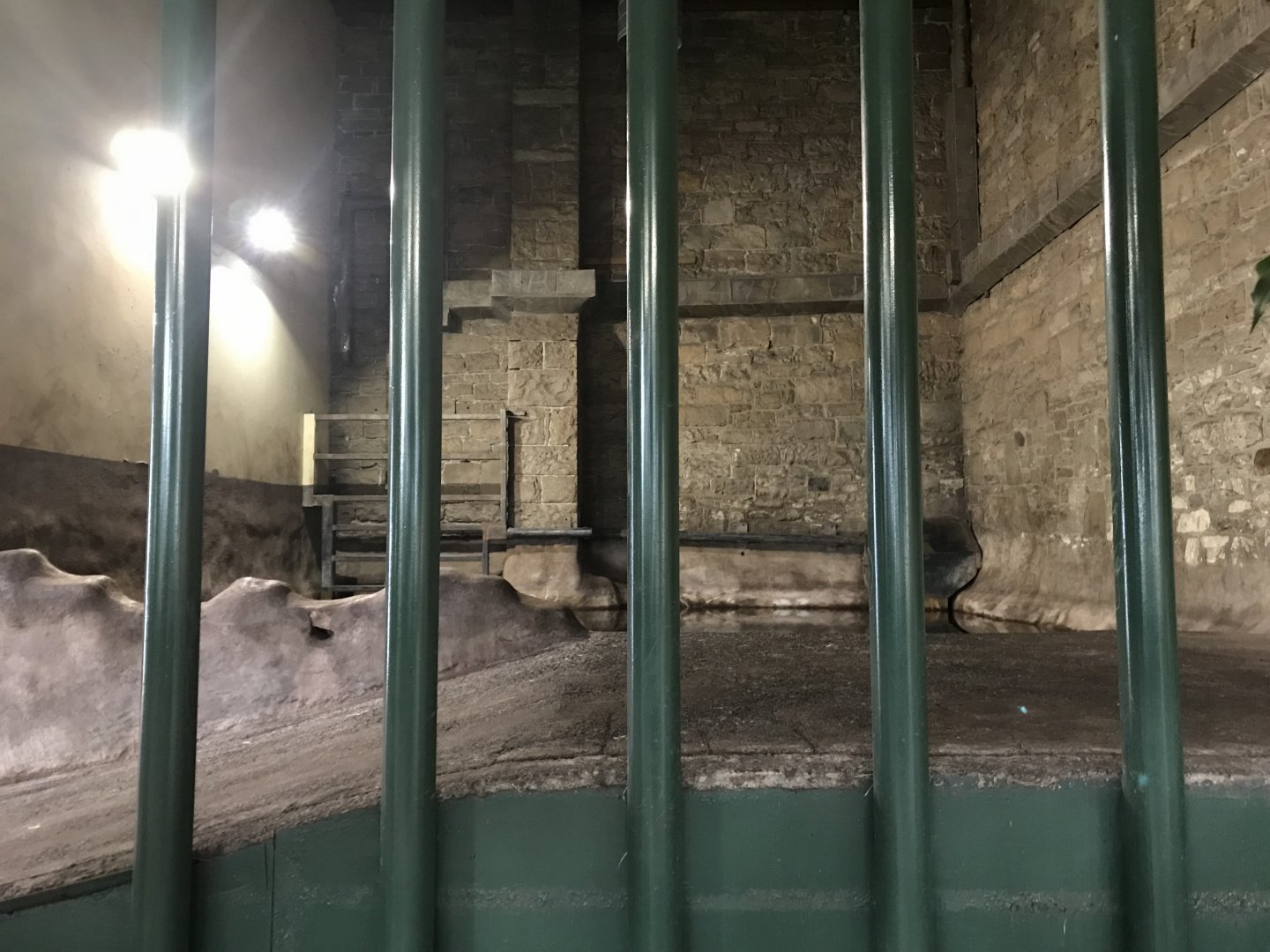 Indian rhino heated pool