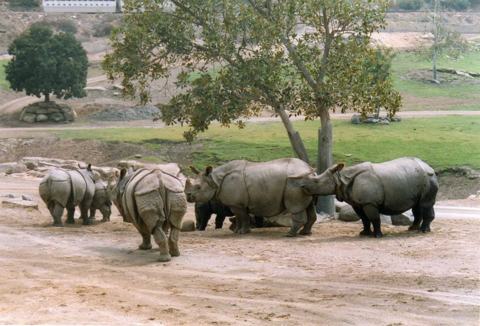 Indian Rhino herd