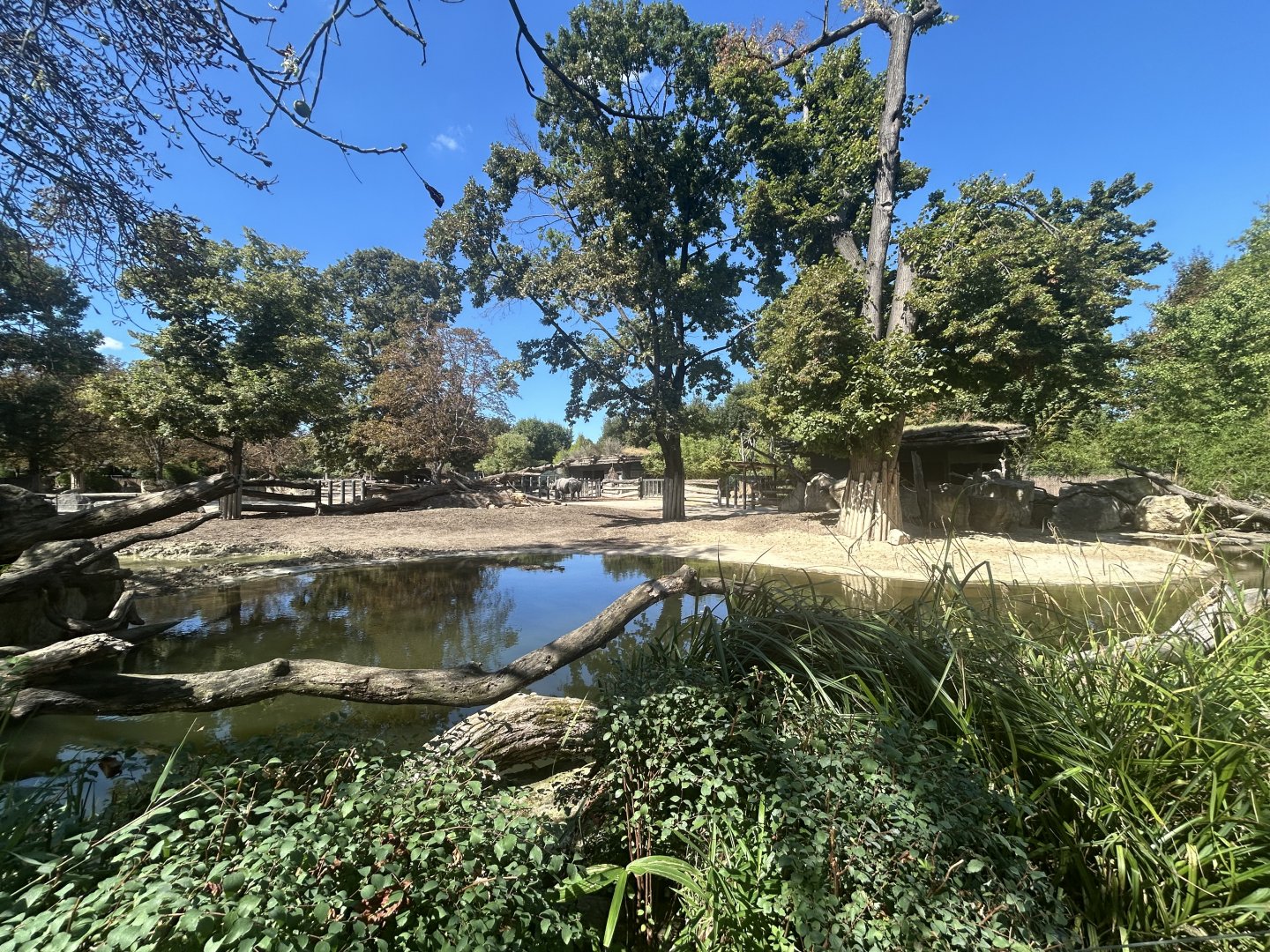 Indian Rhino & Hoofsock Exhibit #1