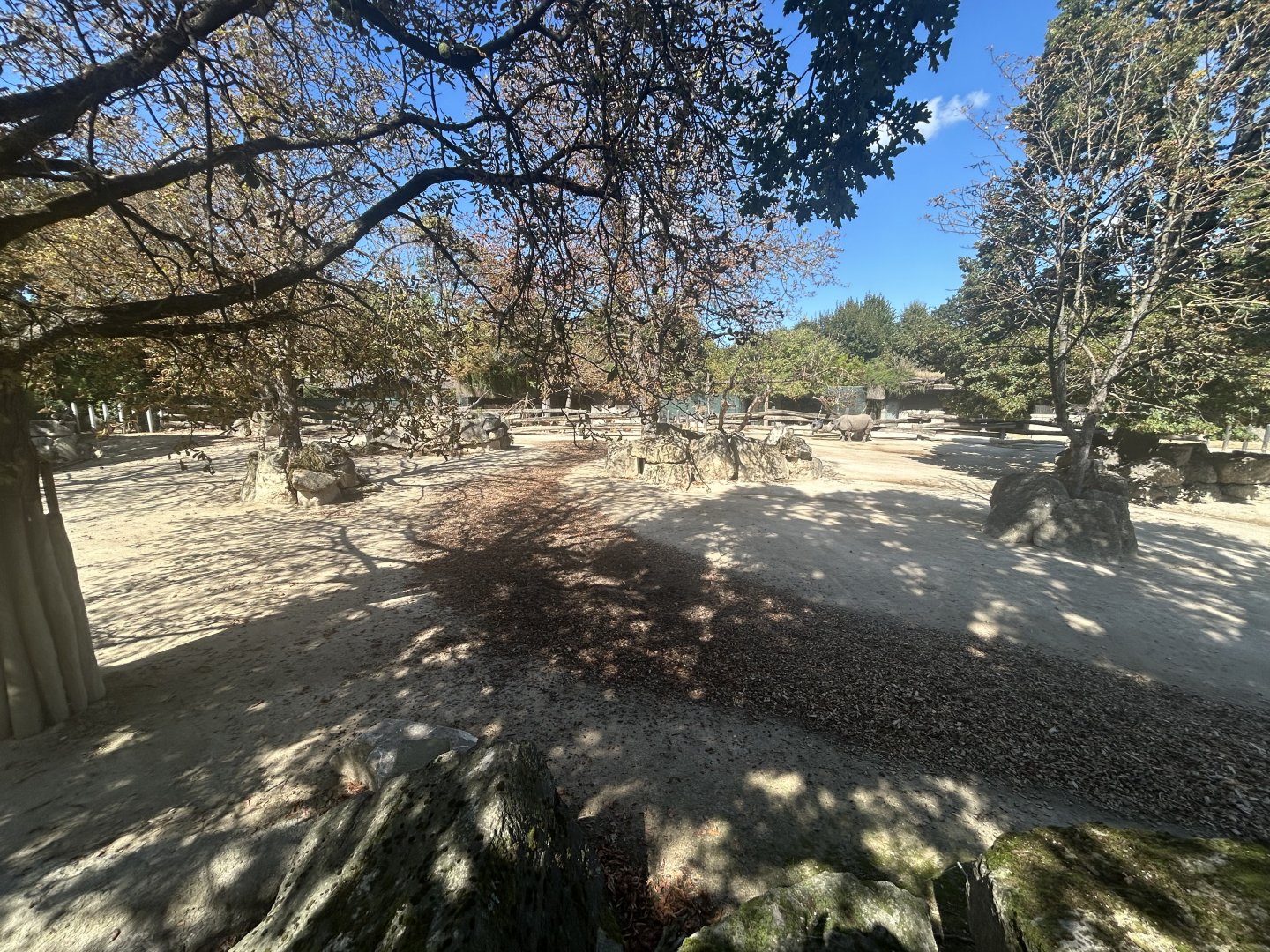 Indian Rhino & Hoofsock Exhibit #2