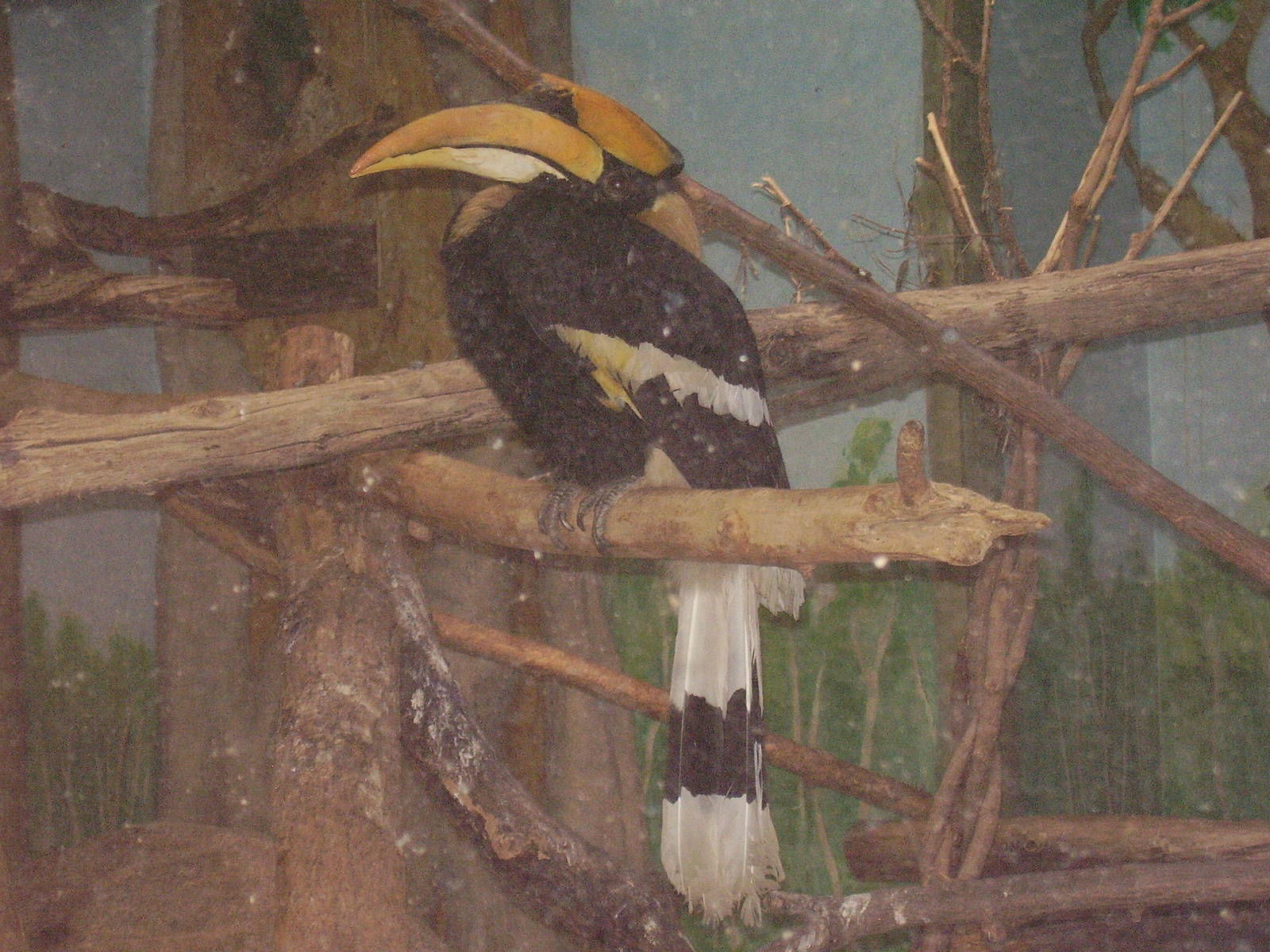 Indian Rhino Hornbill- Stone Zoo MAY07 II