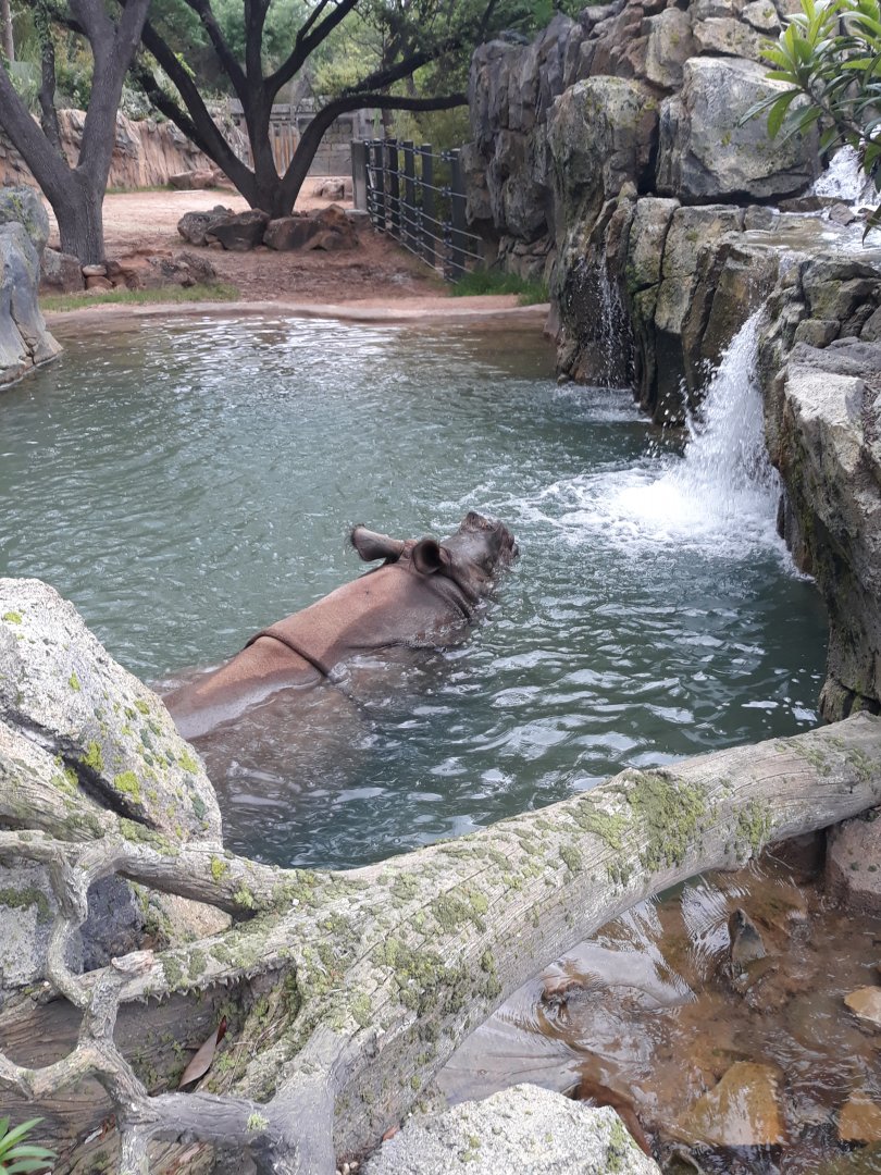 Indian rhino in his pool again