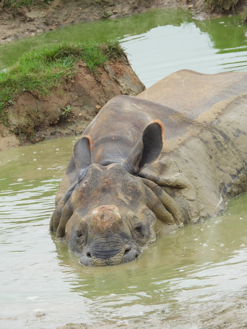 Indian Rhino in pool- 2nd October 2023