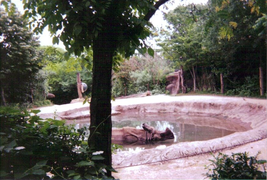 Indian Rhino in Pool ~ Rhino Reserve