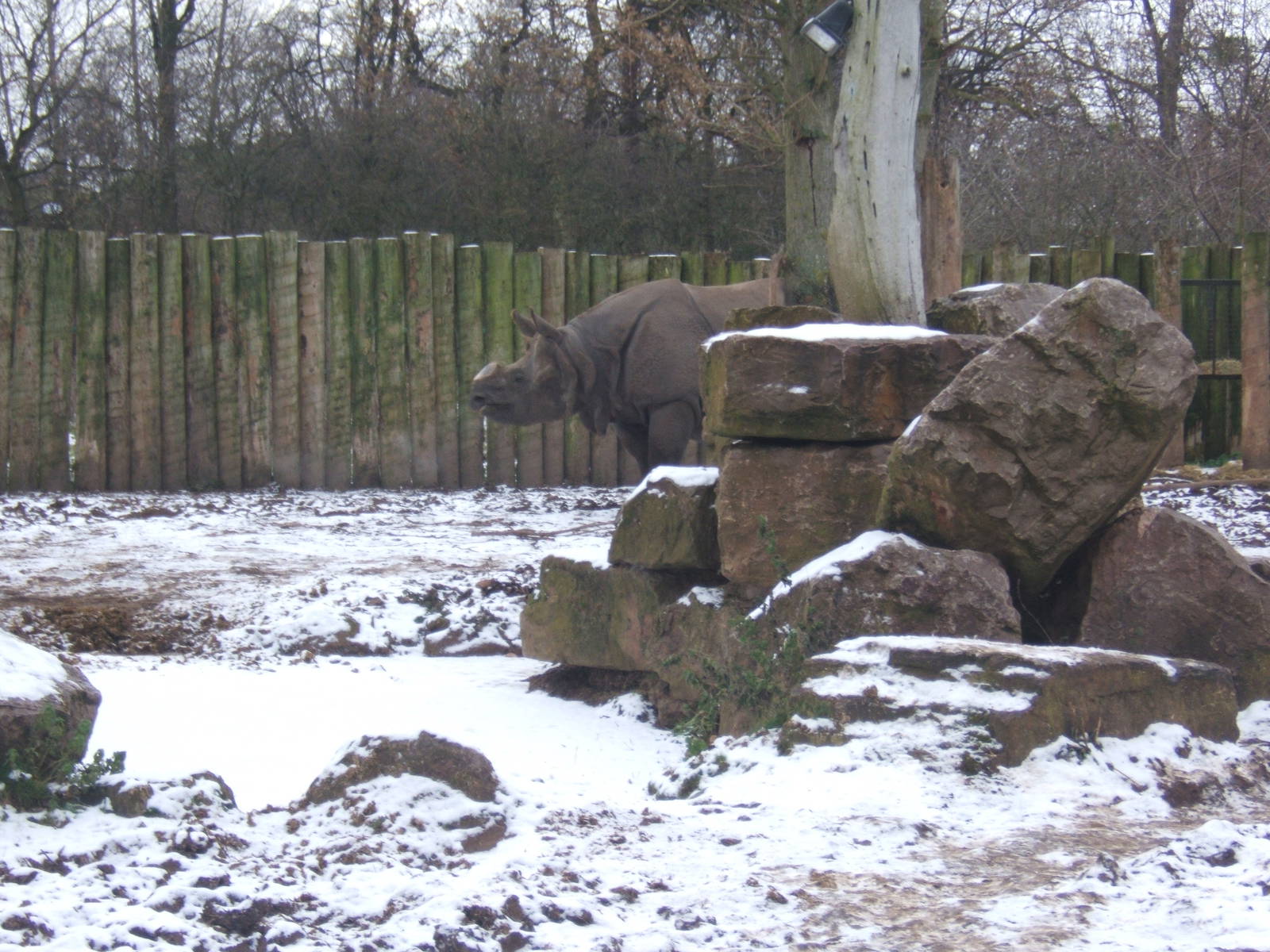 Indian Rhino in snow