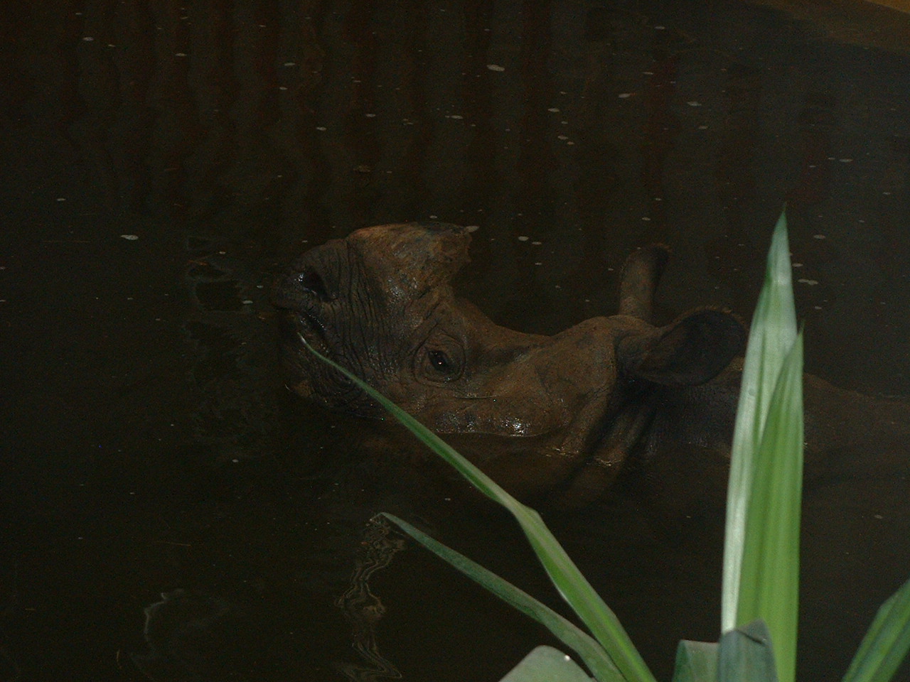 Indian Rhino in Water - Rhinos of Nepal House