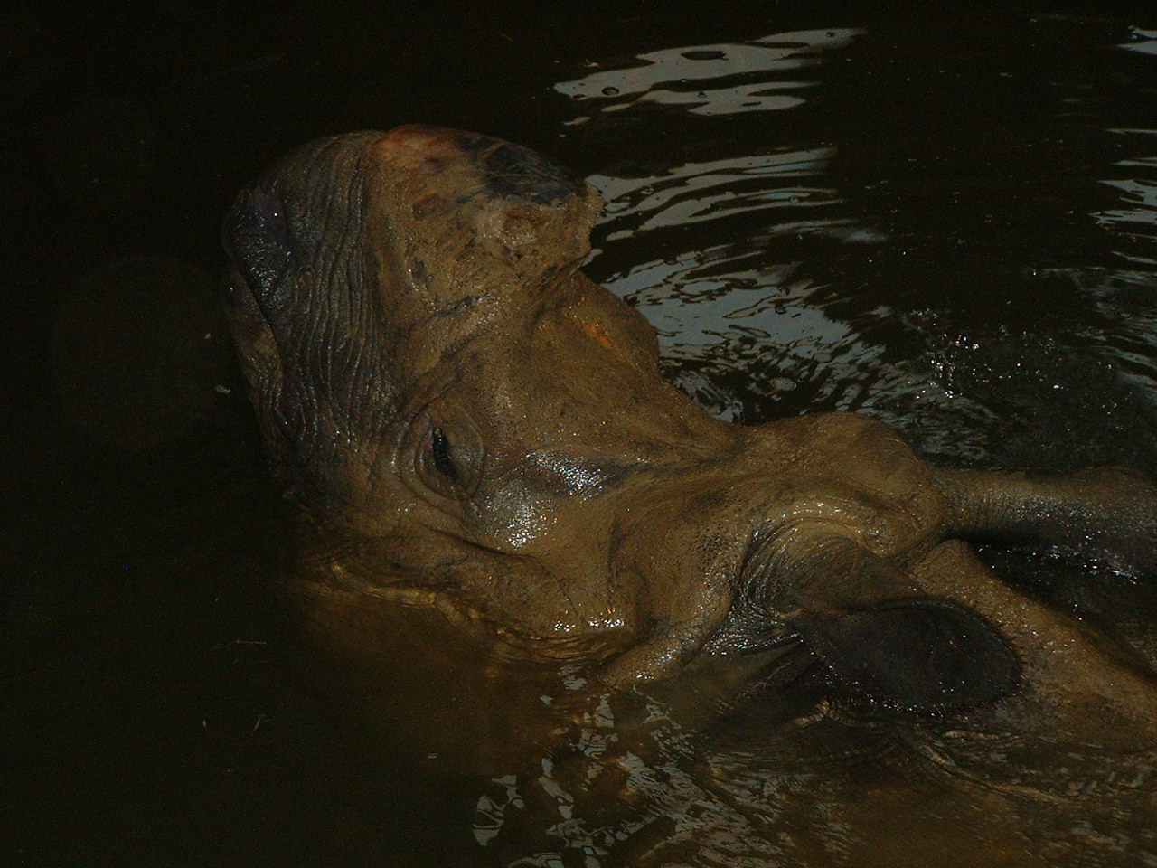 Indian Rhino in Water - Rhinos of Nepal House