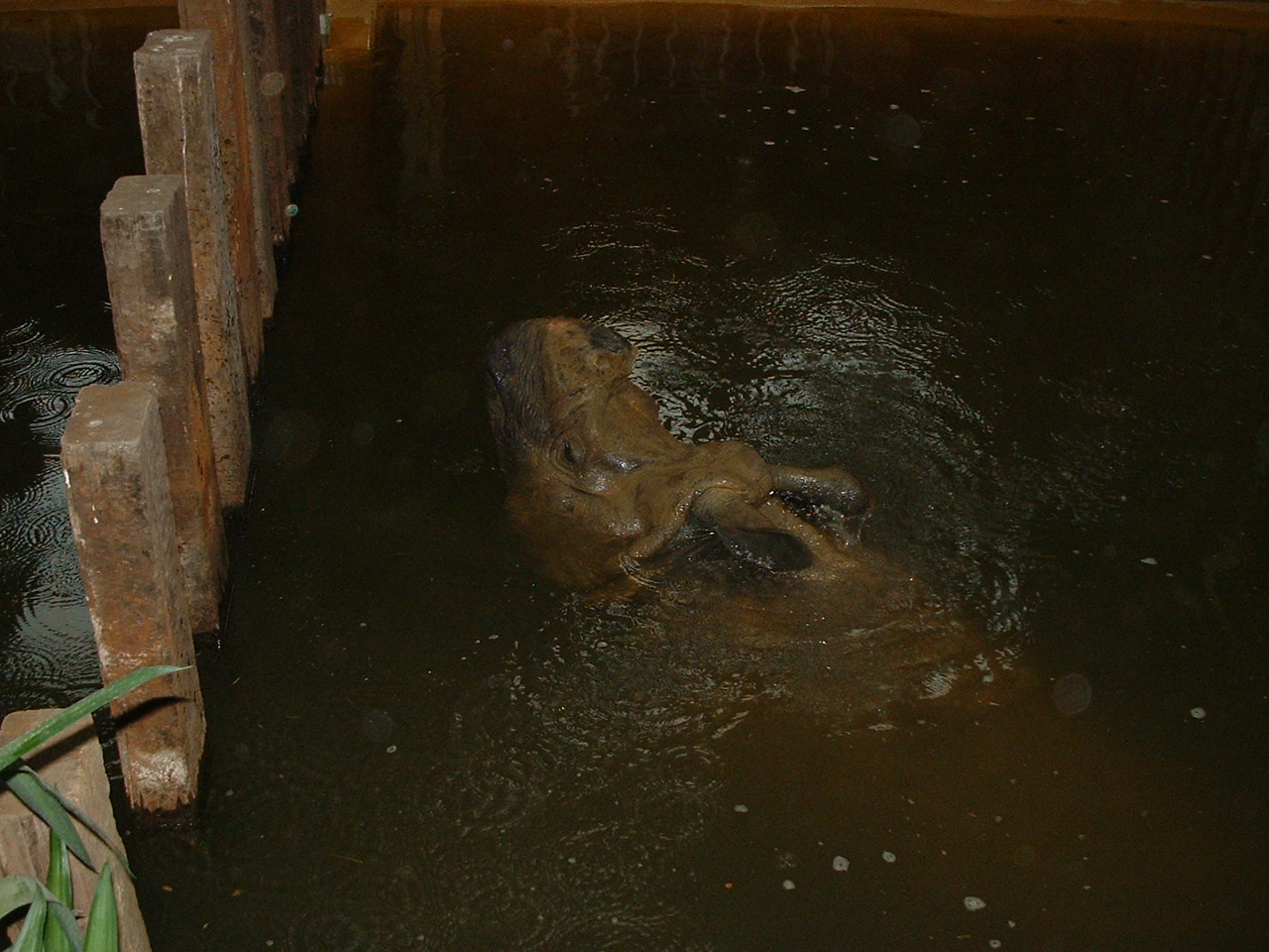 Indian Rhino in Water - Rhinos of Nepal House