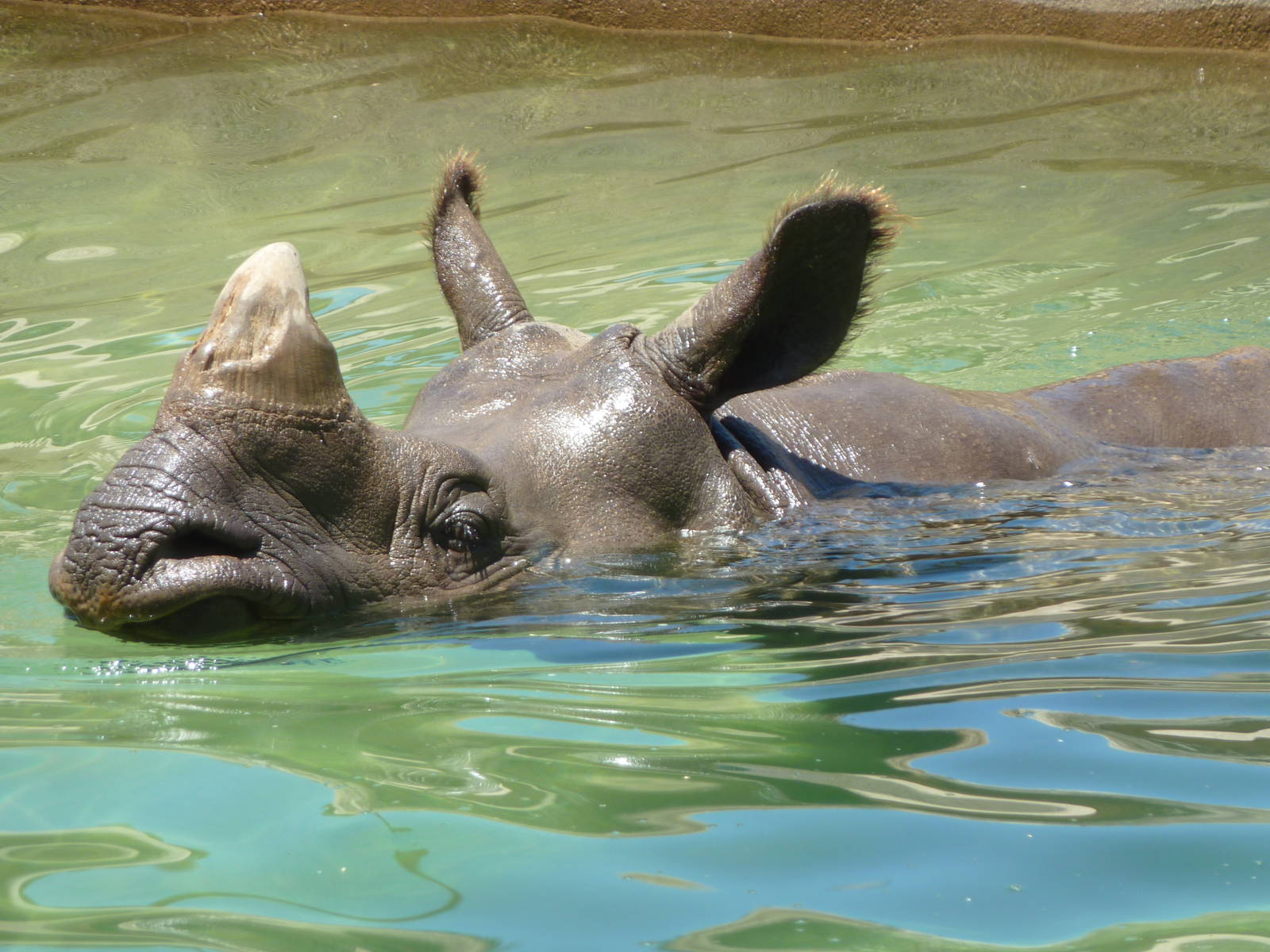 Indian Rhino in Water