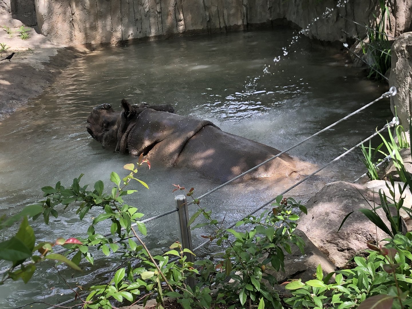 Indian Rhino In Water