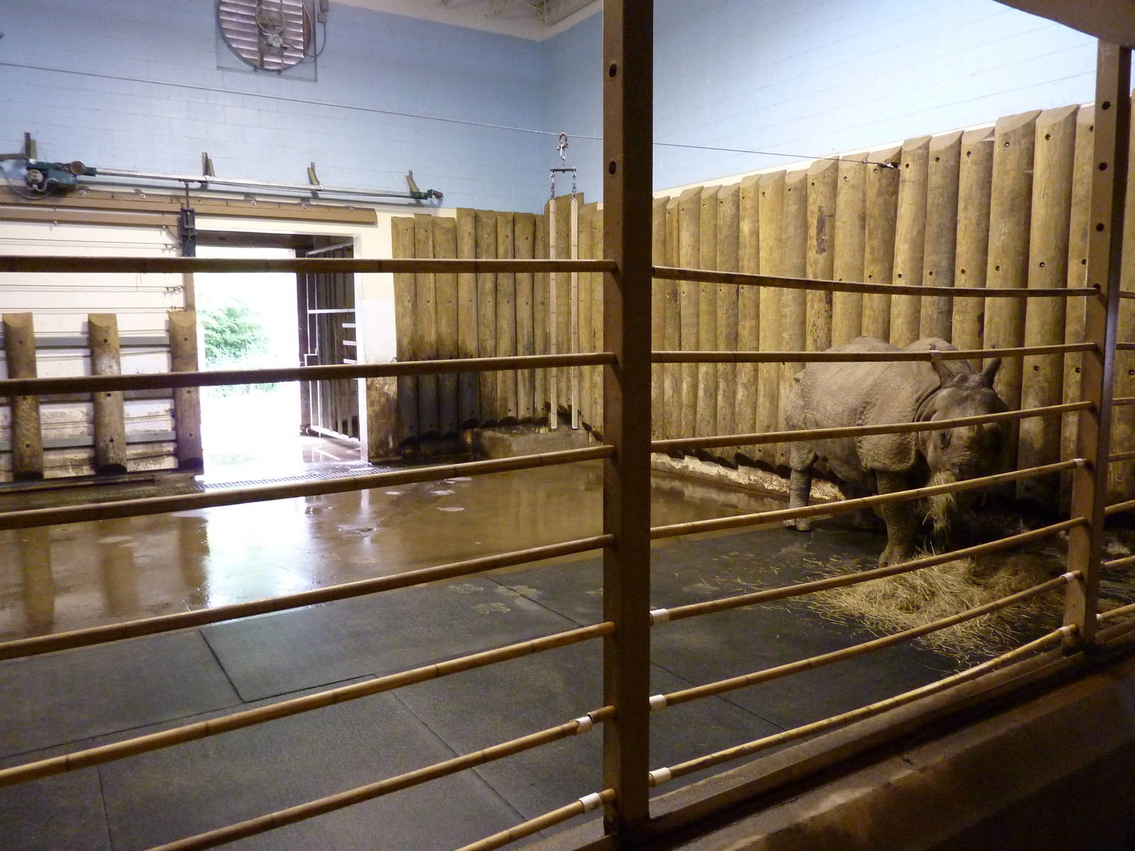 Indian Rhino - Indoor Area