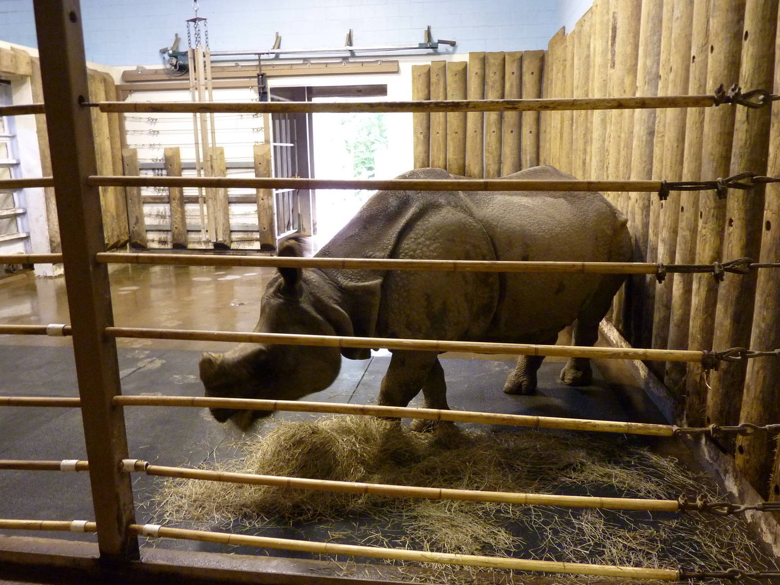 Indian Rhino - Indoor Area