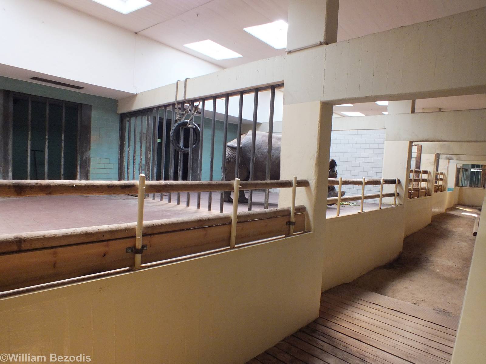 Indian Rhino Indoor Area