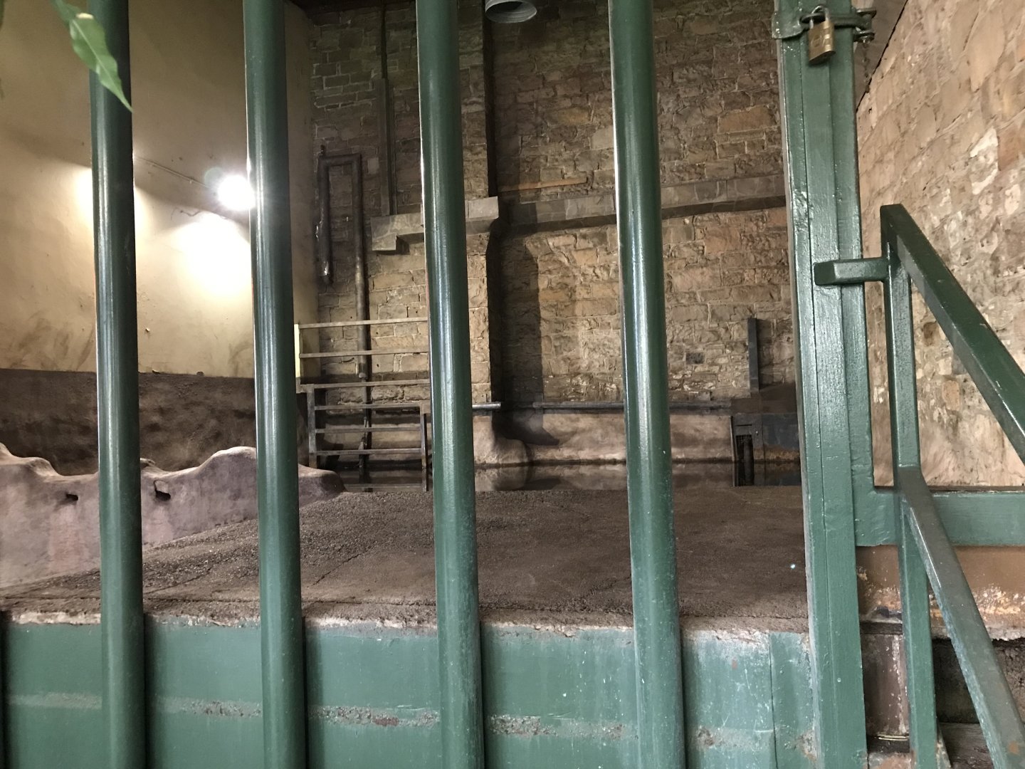 Indian rhino indoor heated pool