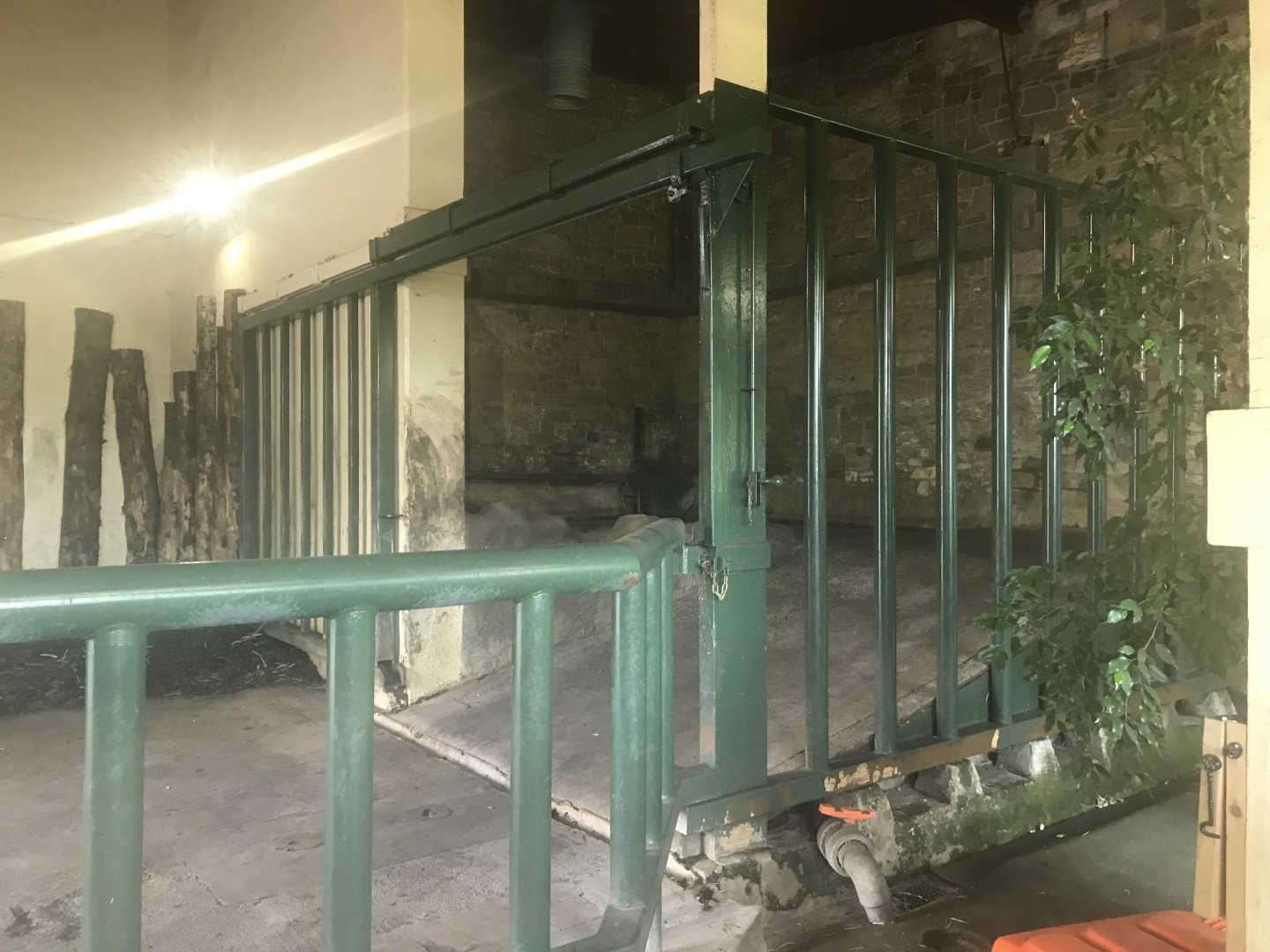 Indian rhino indoor heated pool