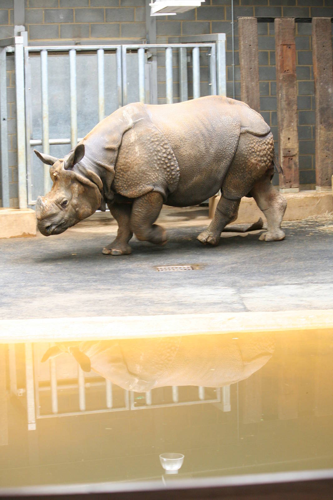 Indian rhino indoor pool
