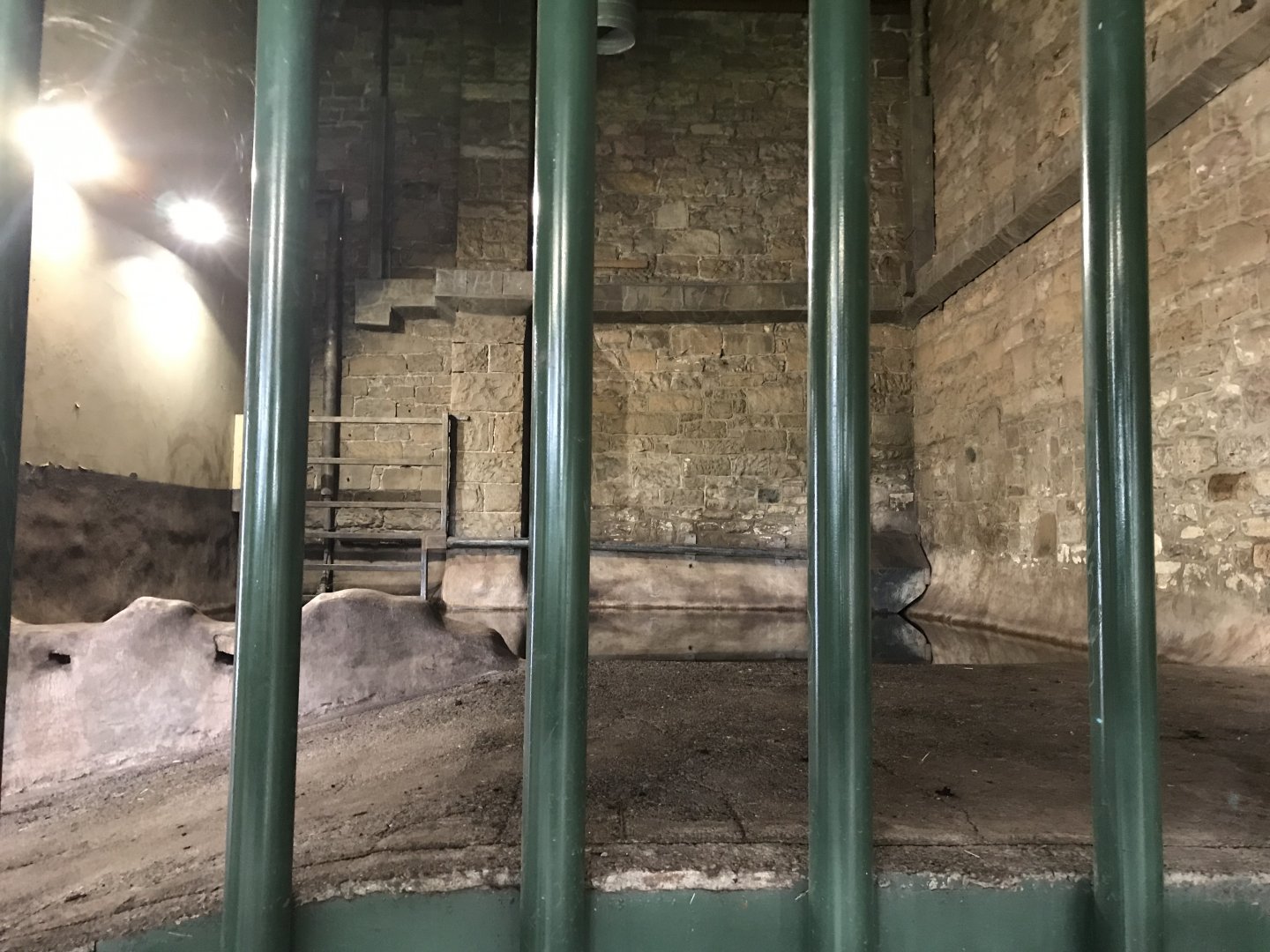 Indian rhino indoor pool