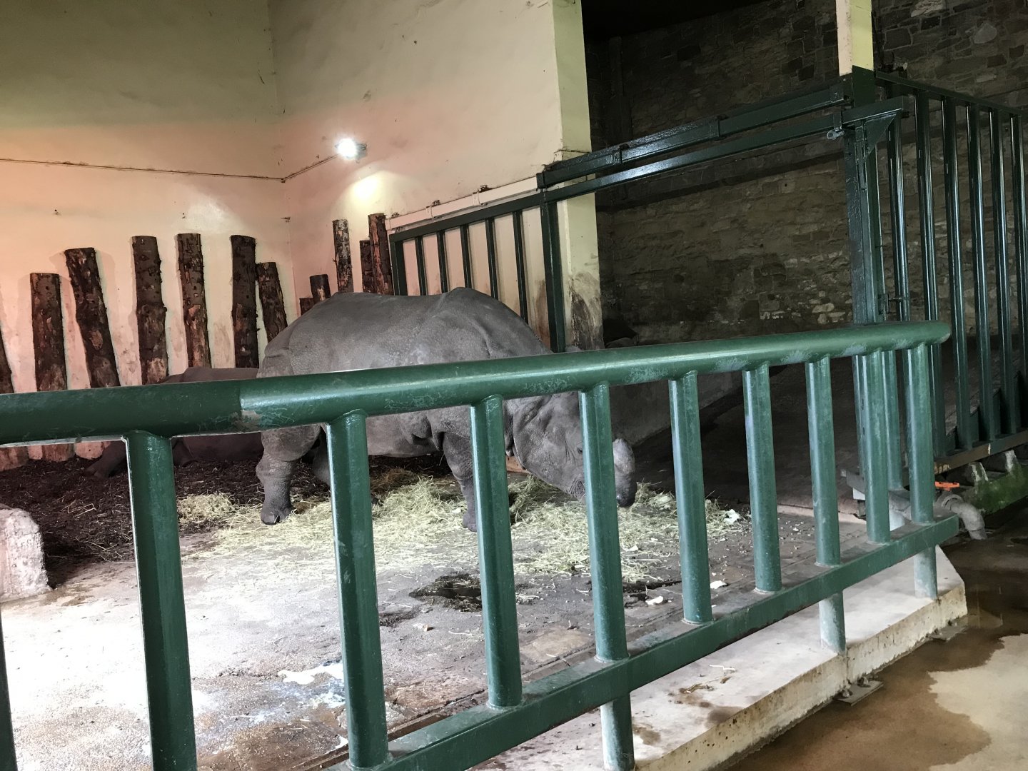 Indian rhino indoors