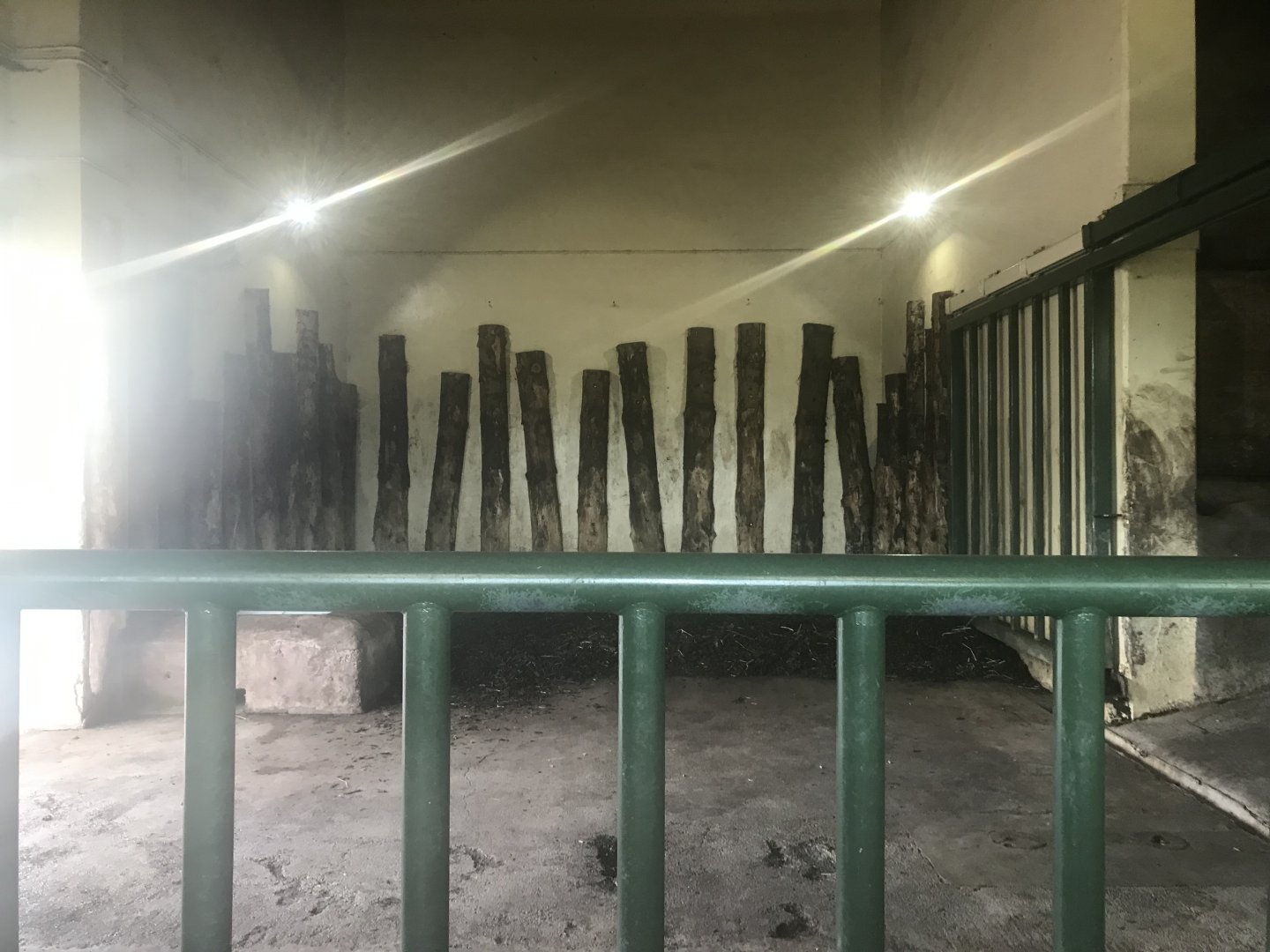 Indian rhino indoors