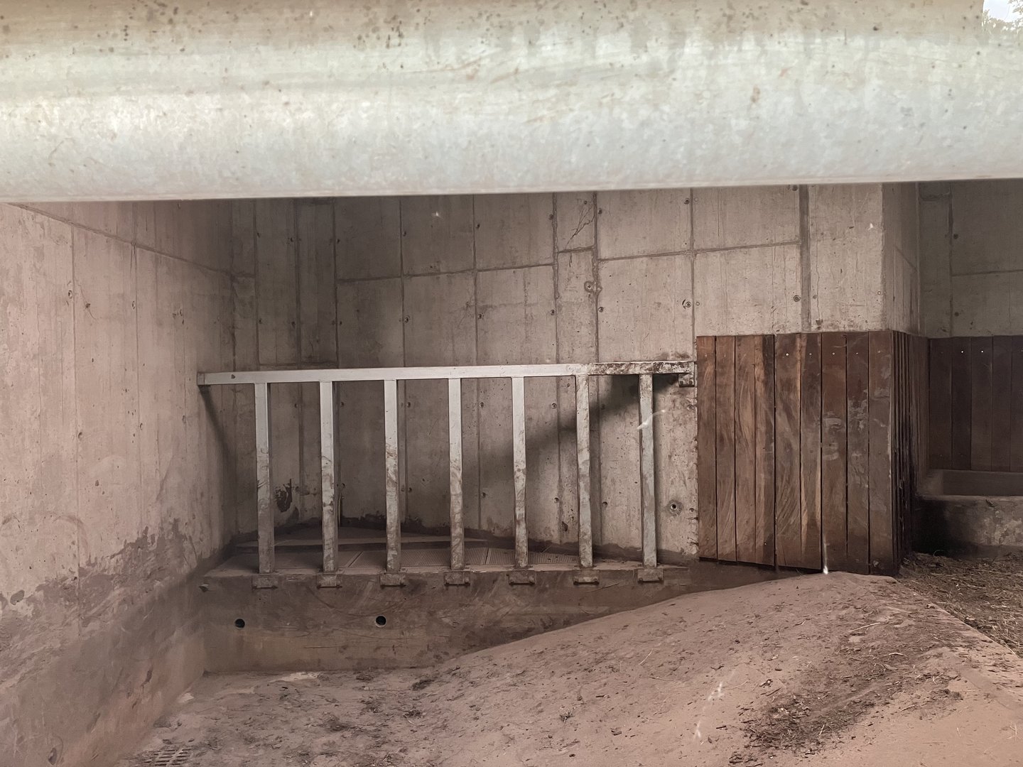 Indian rhino indoors