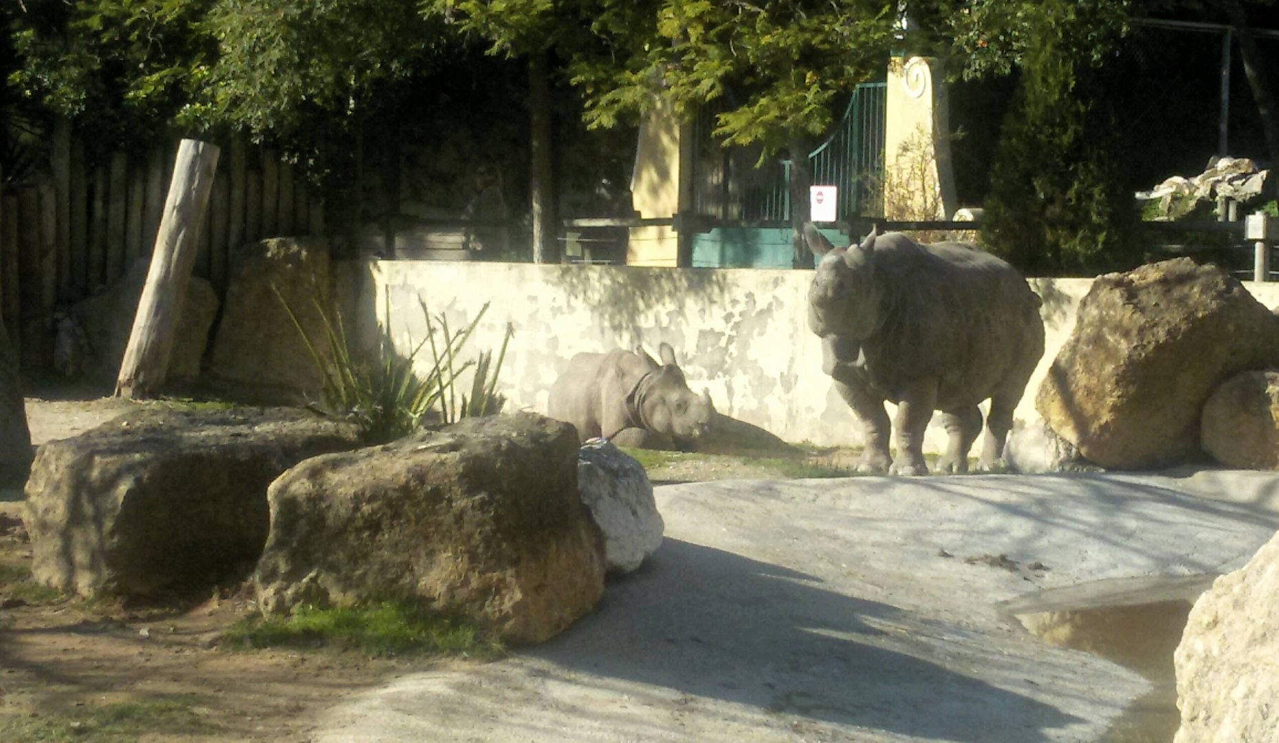 Indian Rhino - Is it a youngster?